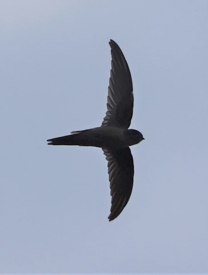 Asian Palm Swift (Cypsiurus balasiensis) Patthalung Thailand (3).jpg