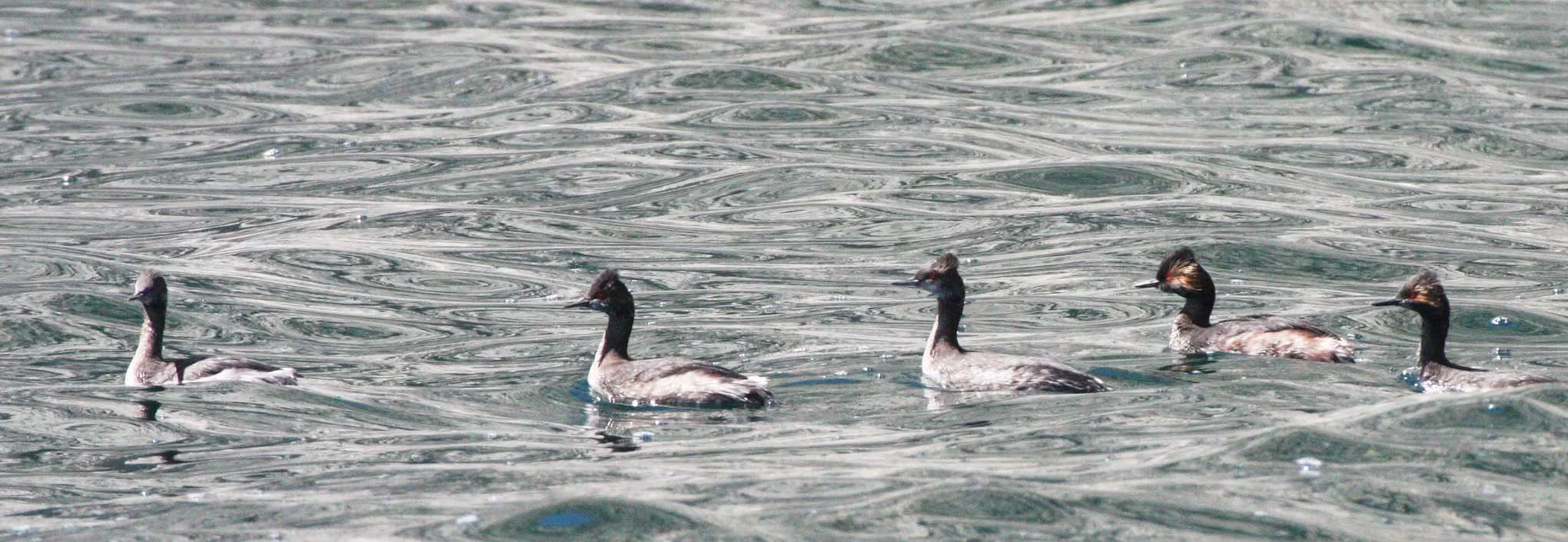 Eared Grebe (Podiceps nigricollis) Isla Santa Catalina Baja Mexico (3).JPG