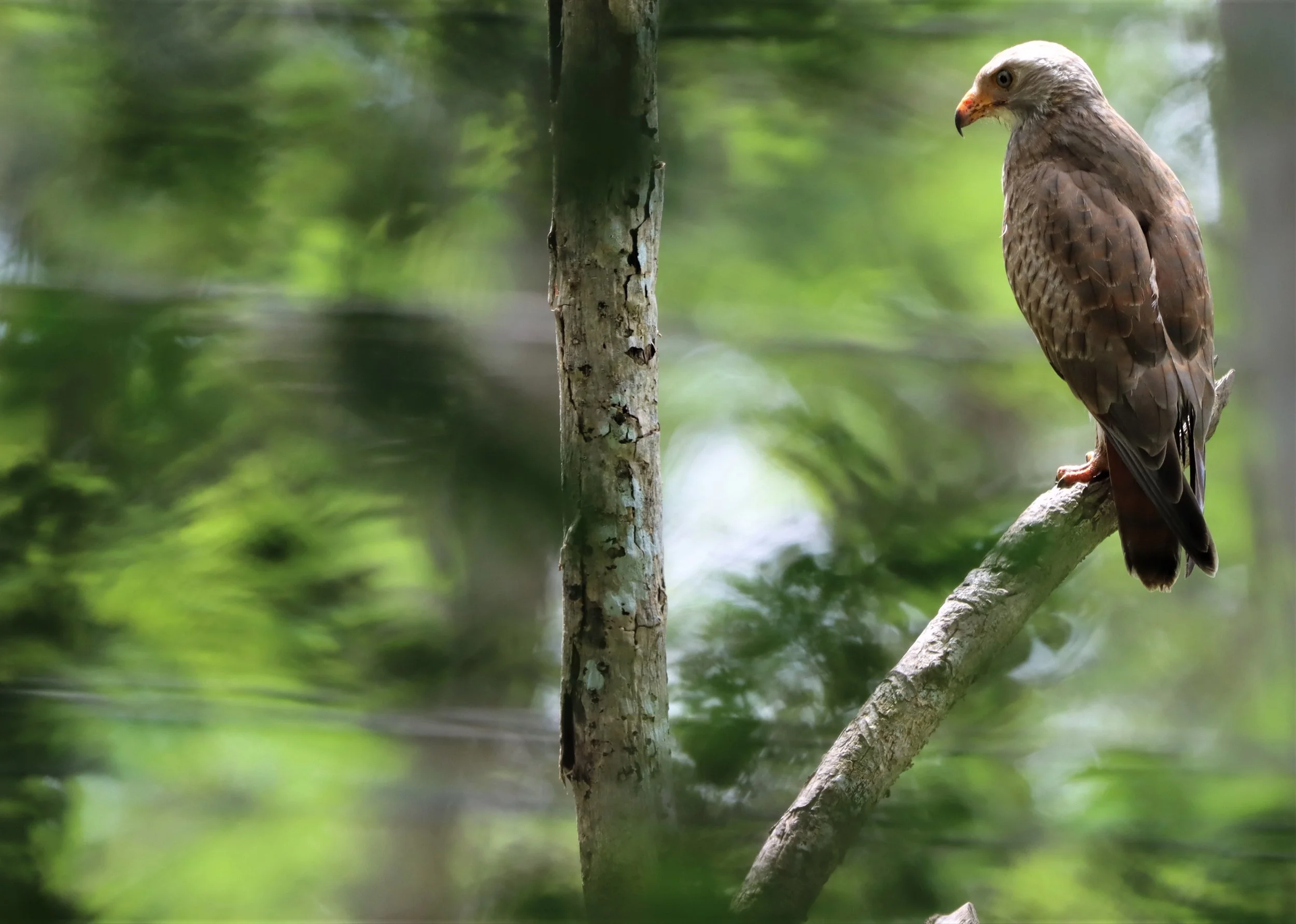 BUZZARD - RUFOUS-WINGED BUZZARD - Butastur liventer - PHANOMRUNG PRASAT RUINS BURIRAM (8).jpg