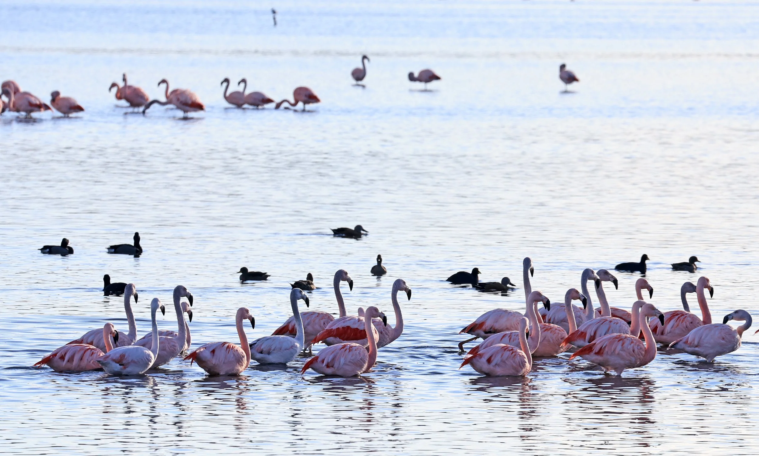 Chilean Flamingo (Phoenicopterus chilensis) Lagunas del Ornitólogo, Trelew Argentina (20).jpg