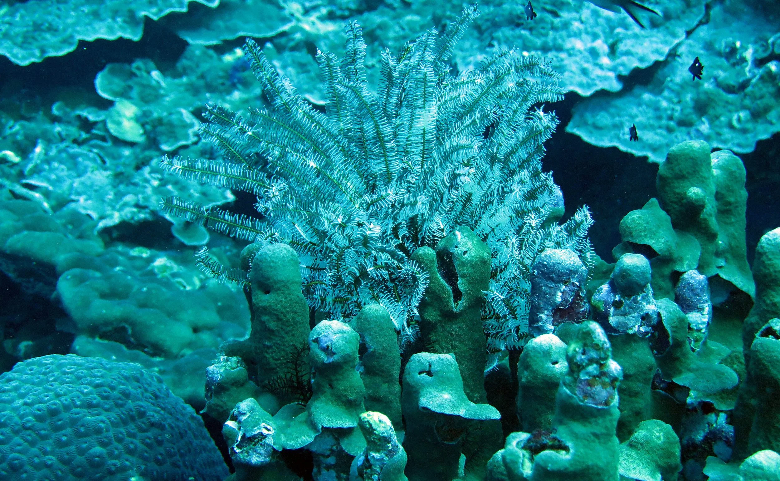 2014 Similan Islands Marine Park Thailand ISB Dive Trip (27).JPG