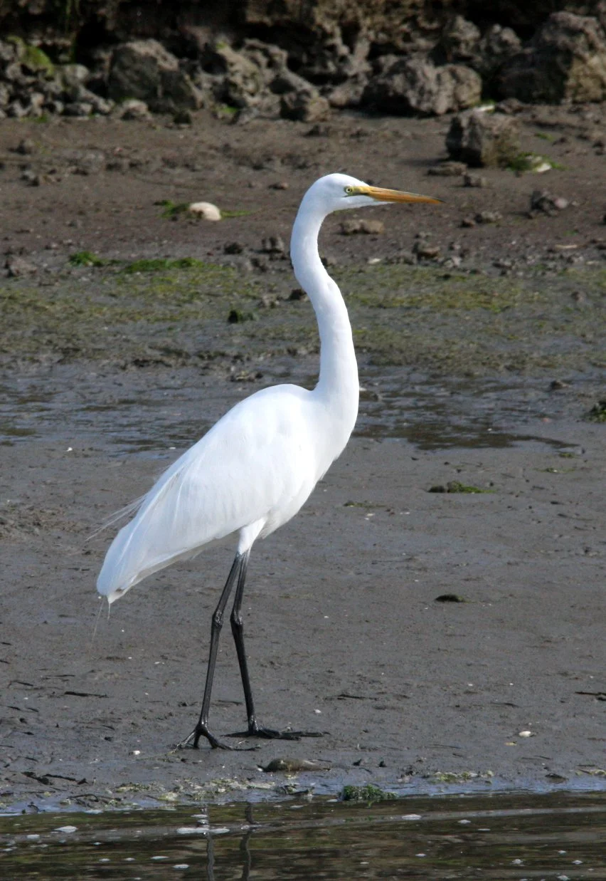 EGRET -  AMERICAN GREAT EGRET - Ardea alba egretta - ELKHORN SLOUGH WILDLIFE REFUGE CALIFORNIA (12).JPG