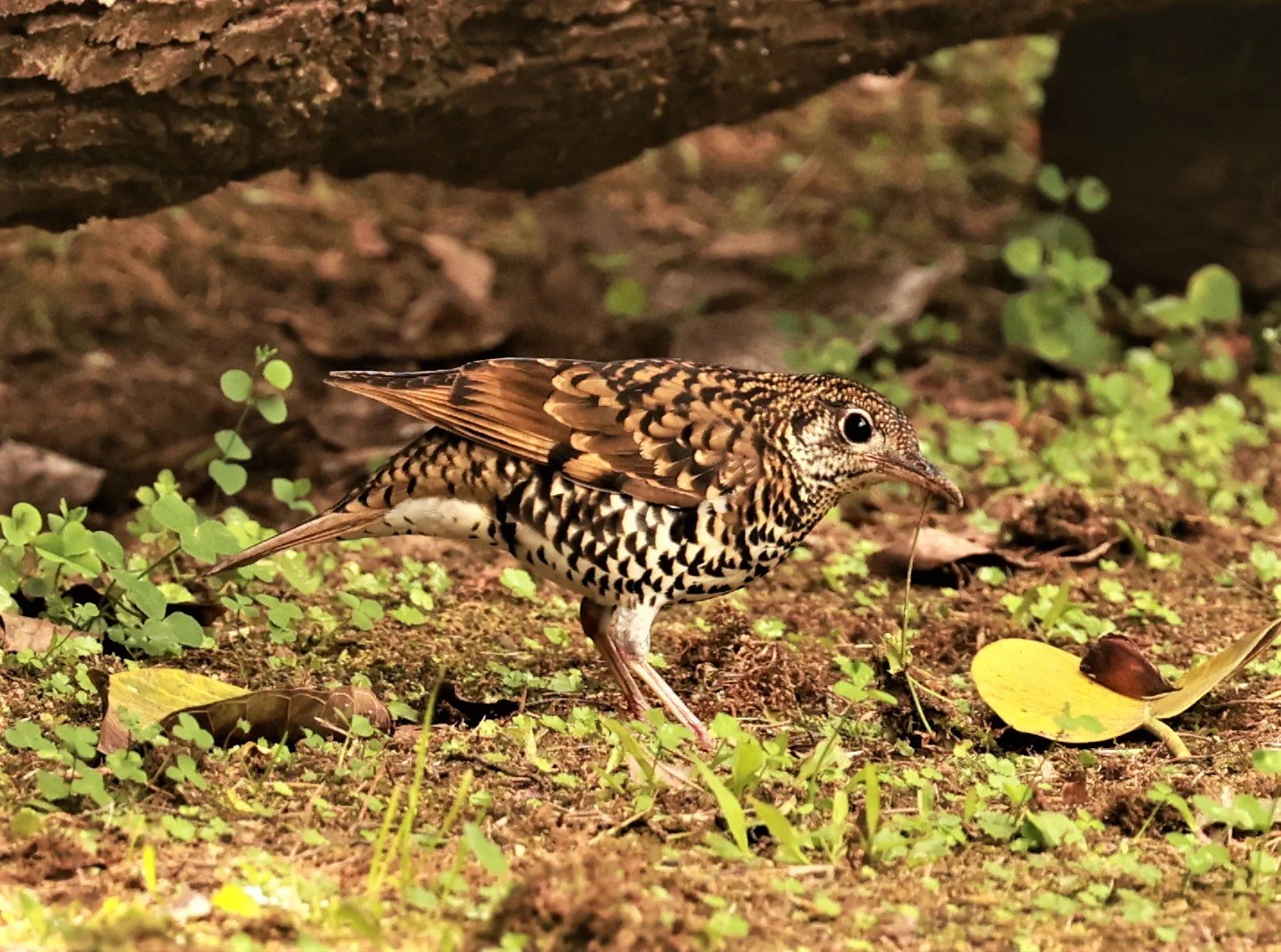 Scaly Thrush (Zoothera dauma) Doi Ang Kang Chiang Mai (47).jpg