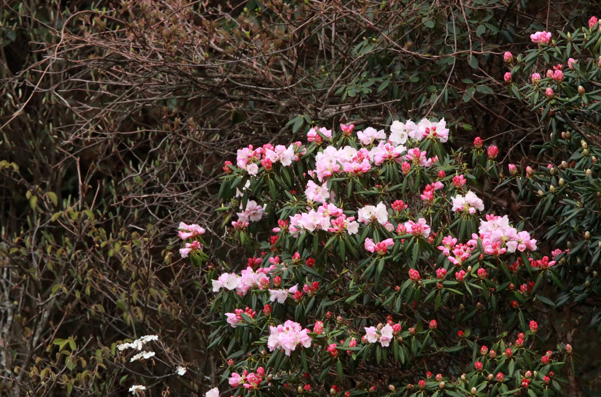 HUANGSHAN NATIONAL PARK ANHUI PROVINCE CHINA (281).JPG