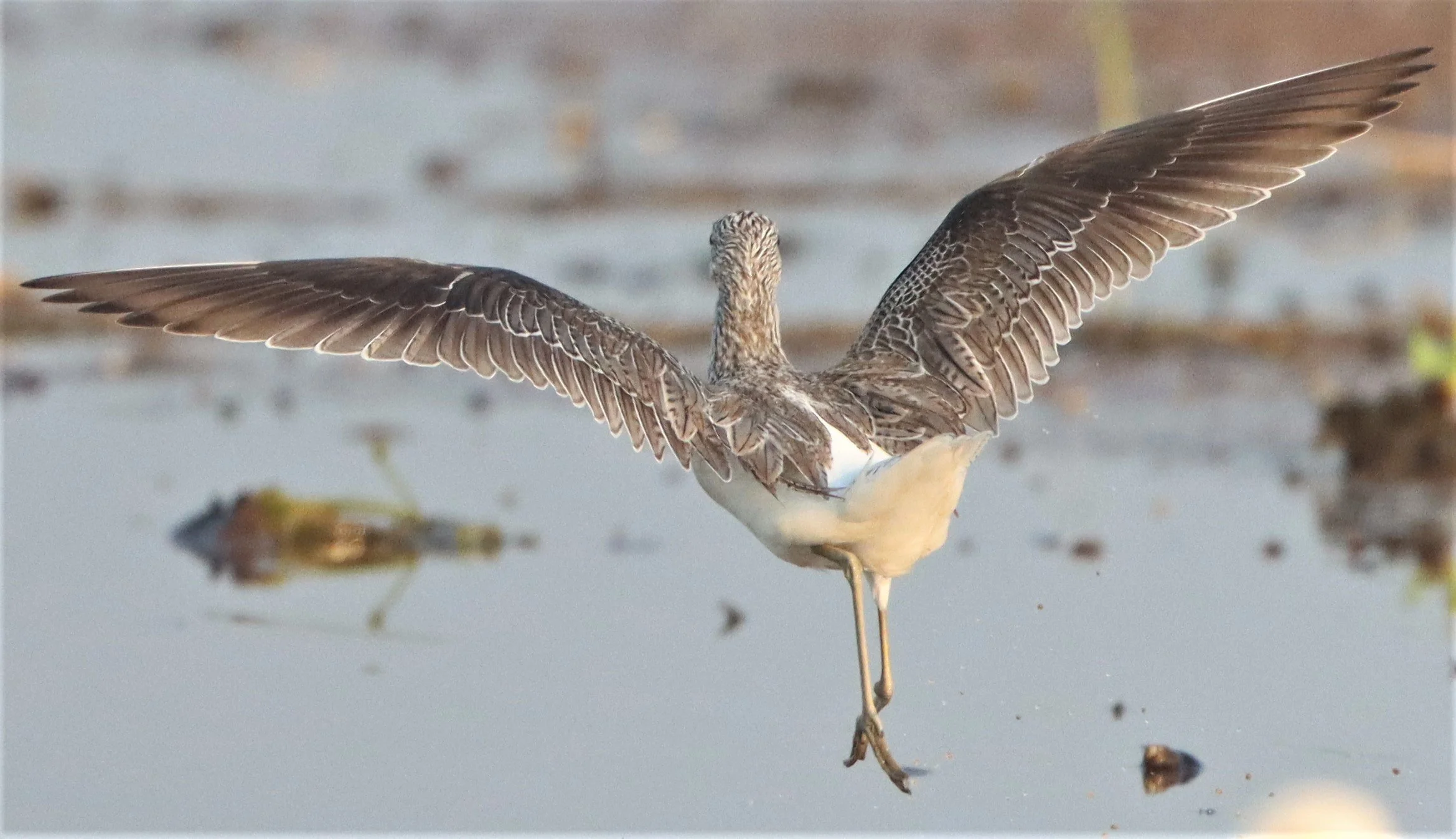 GREENSHANK - COMMON GREENSHANK - Tringa nebular (5).jpg