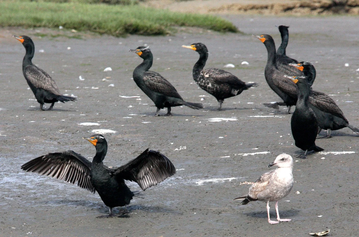 Nannopterum auritum - Double-crested Cormorant - Elkhorn Slough, California (19).JPG