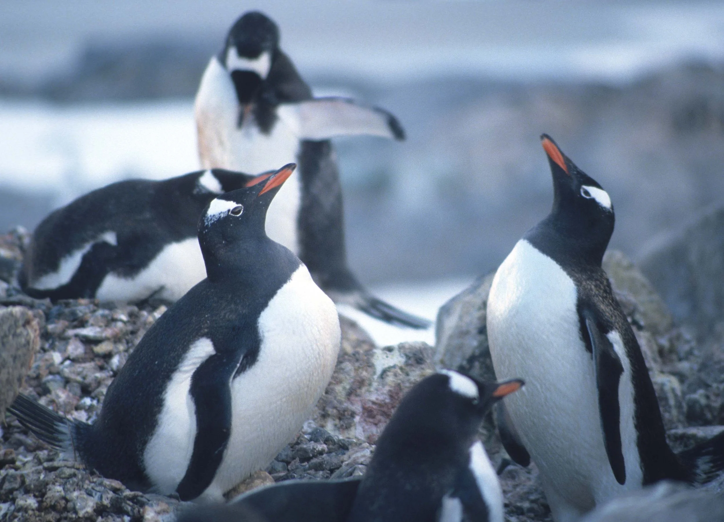 Gentoo Penguin (Pygoscelis papua) Danco Island Antarctic Peninsula (30).jpg