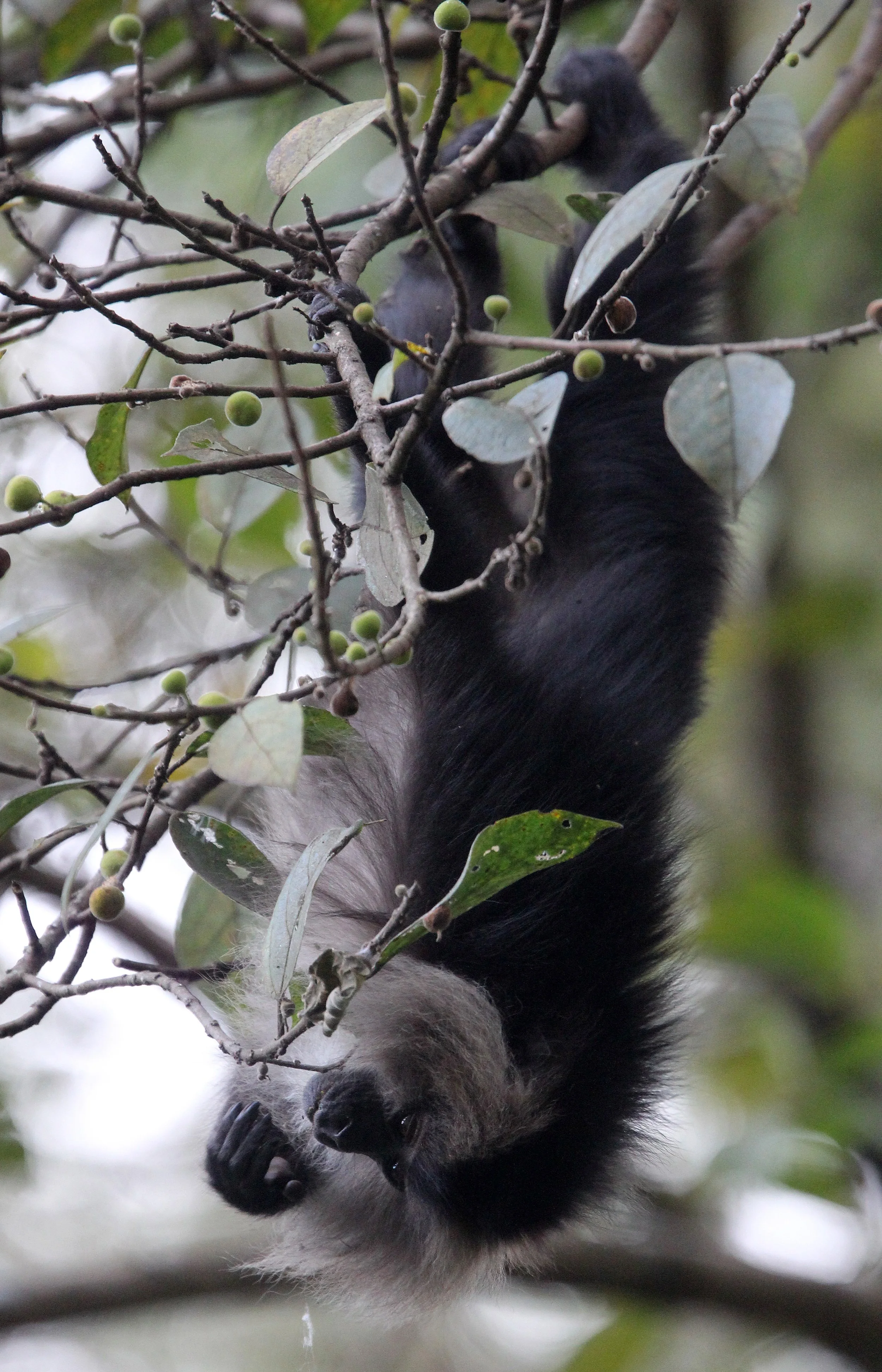 CERCOPITHECIDAE - Macaca silenus -LION-TAILED MACAQUE - VALPARAI PARK TAMIL NADU (130).JPG