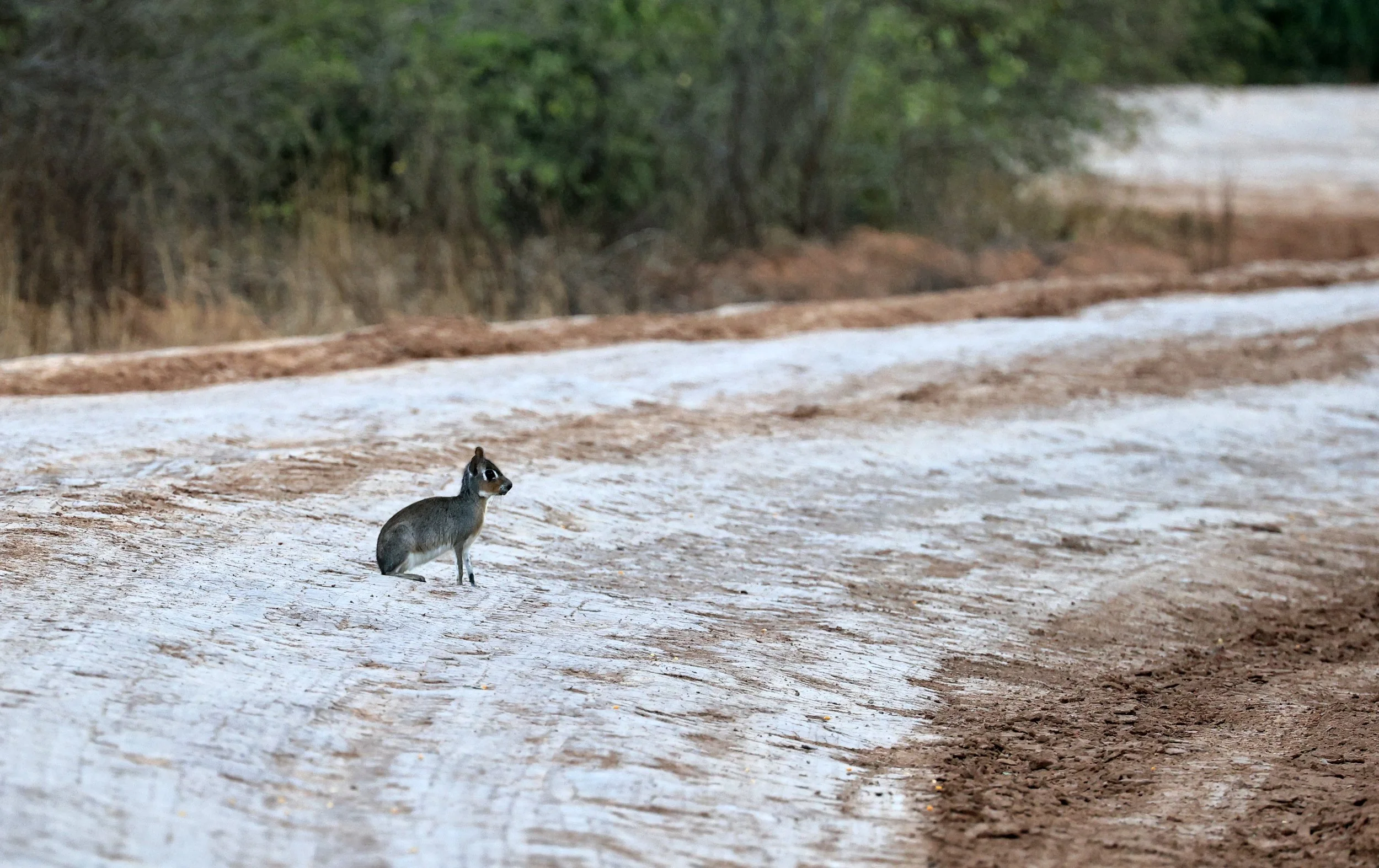 Chacoan Mara (Pediolagus salinicola) Agua Dulce Paraguay (4).jpg