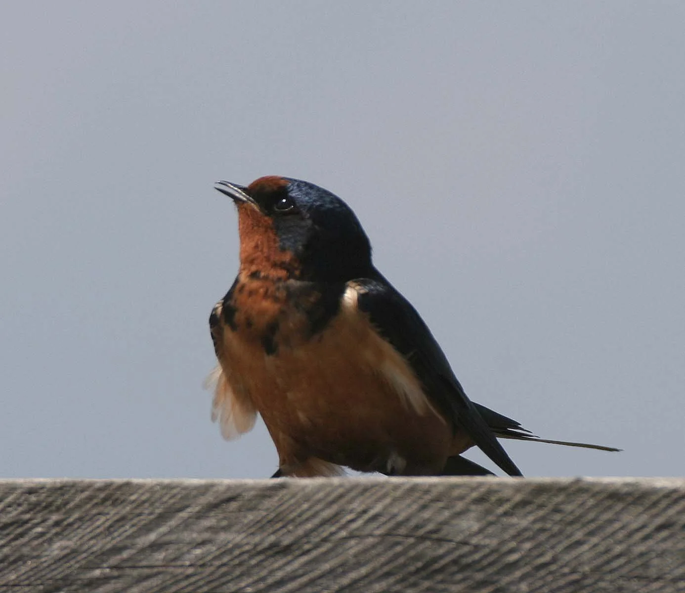 Barn Swallow (Hirundo rustica) Lake Baikal Selenga Delta Russia (5).jpg