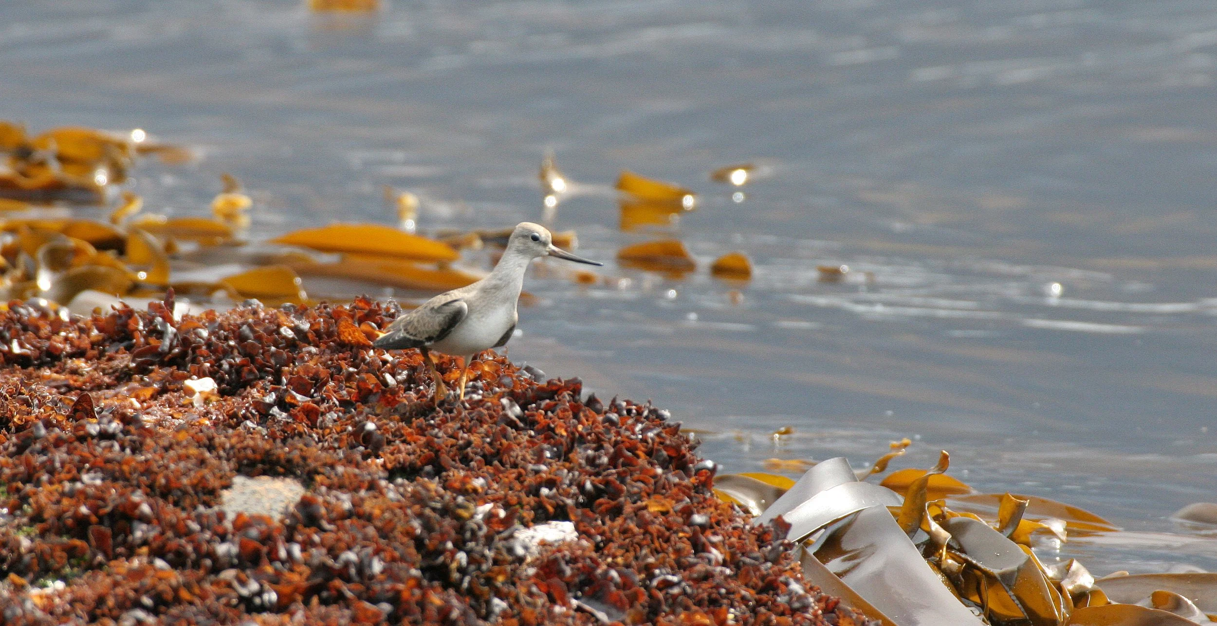 BIRD - SANDPIPER - TEREK SANDPIPER - FEEDING IN KURILS RUSSIA (2).jpg