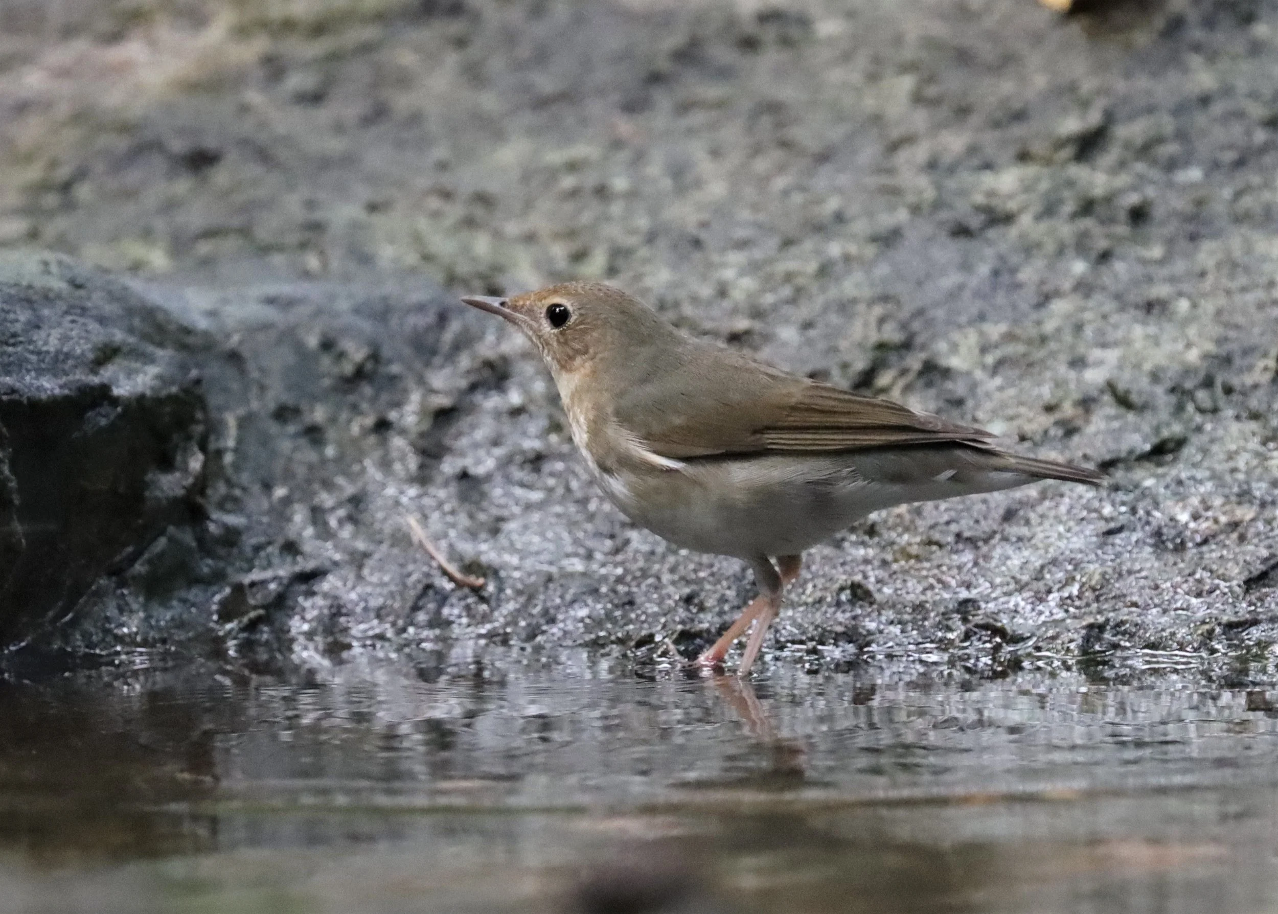 ROBIN - SIBERIAN BLUE ROBIN - Luscinia cyane - WAT THAM PRATHUN CHONBURI (8).jpg