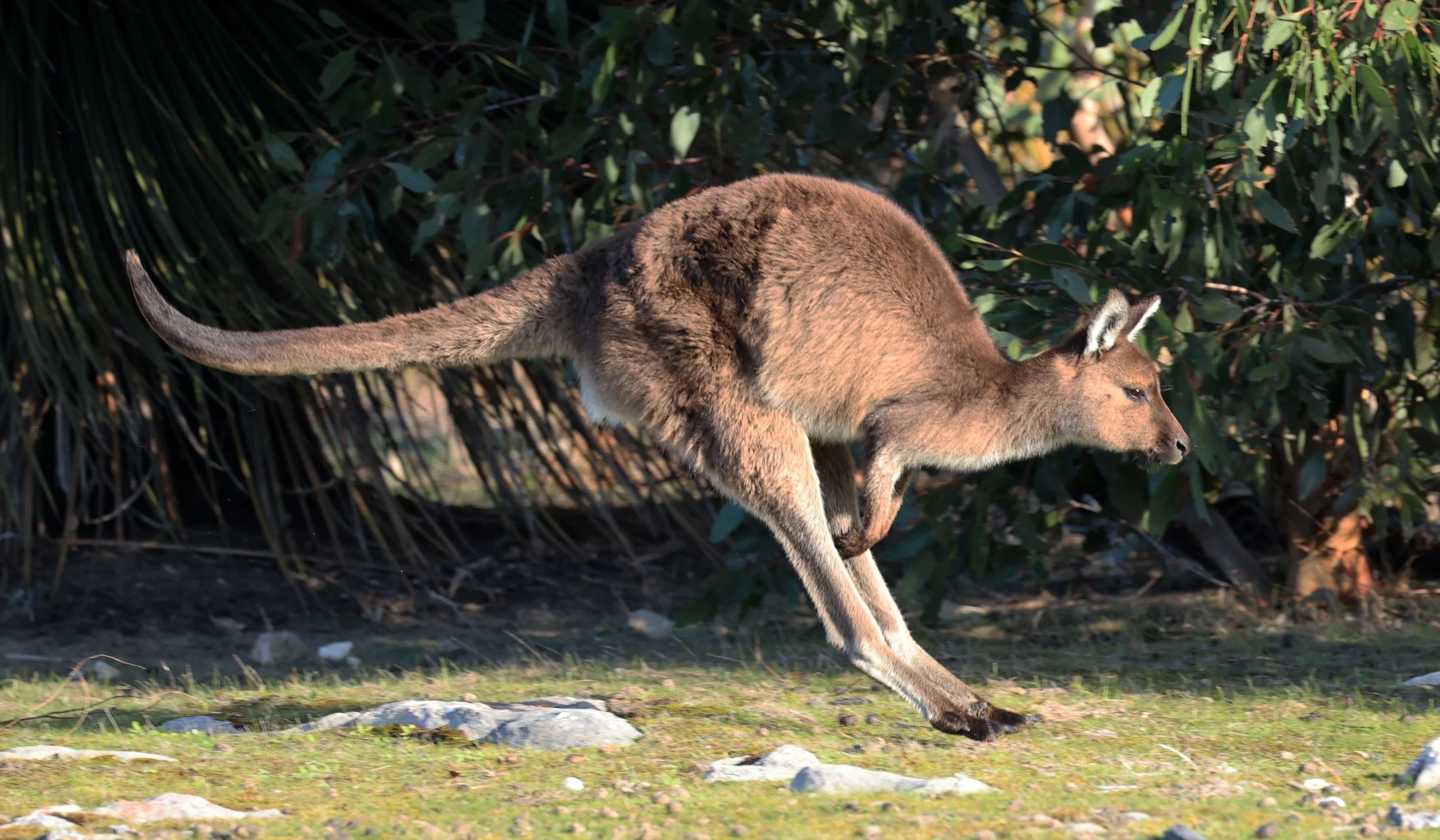 Kangaroo Island Western Grey Kangaroo (Macropus fuliginosus fuliginosus) Kangaroo Island - South Australia