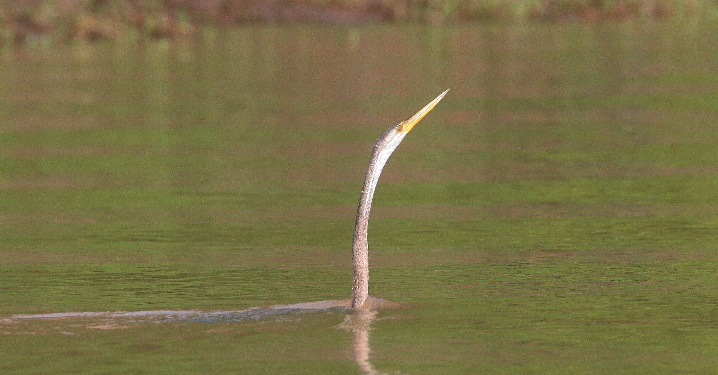 BIRD - ORIENTAL DARTER - KINABATANGAN RIVER BORNEO (13).JPG