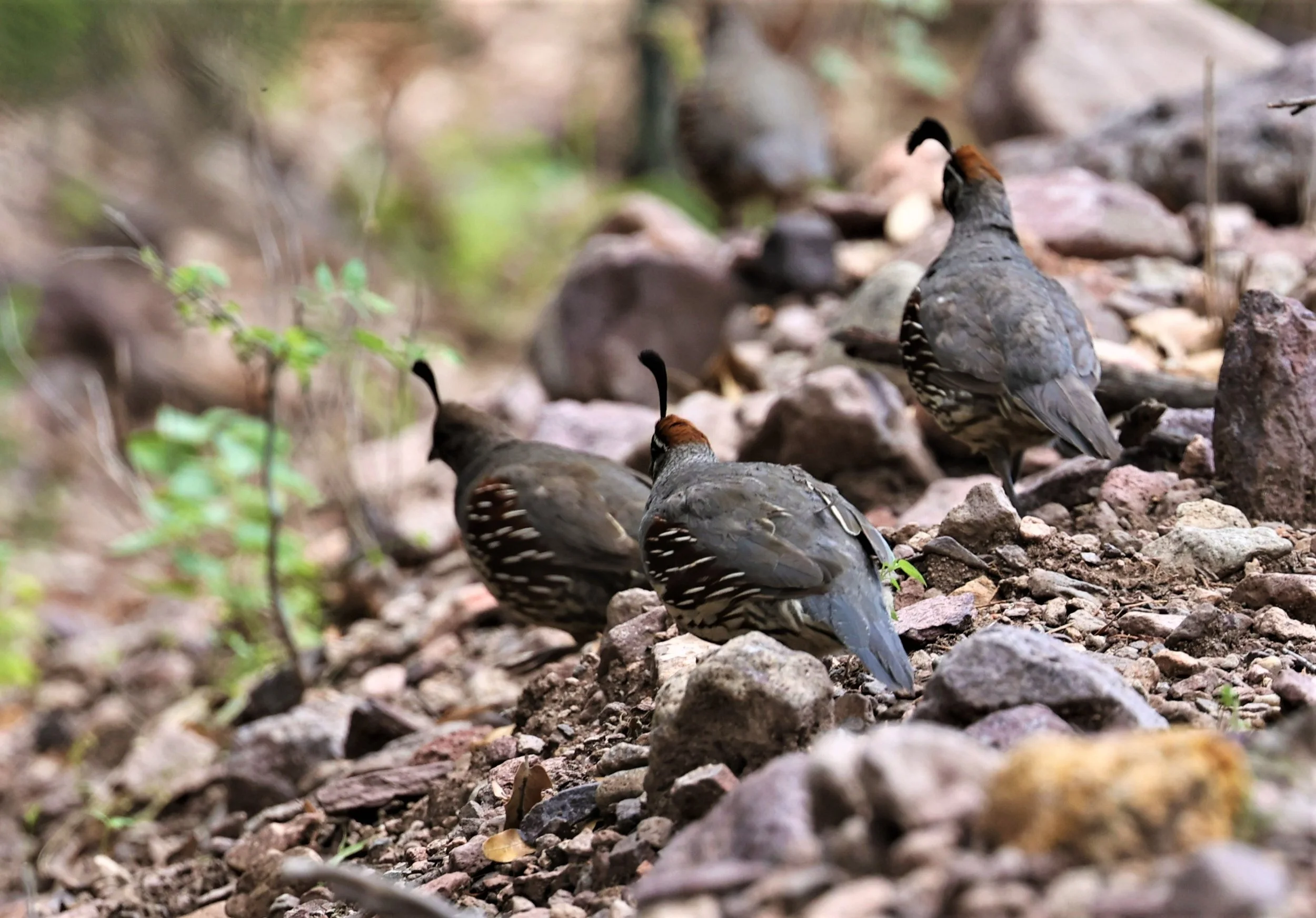 Callipepla gambelii - GAMBEL'S QUAIL - CAVE CREEK ARIZONA AUGUST 2022 (21).jpg