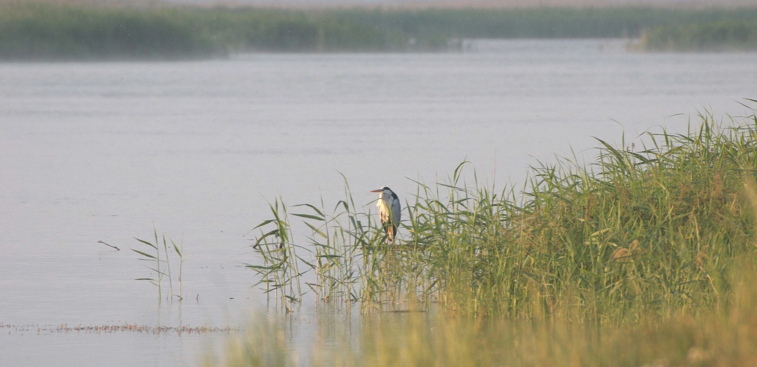 HERON - GREY HERON -  Ardea cinerea - SELENGA DELTA LAKE BAIKAL RUSSIA (7).jpg