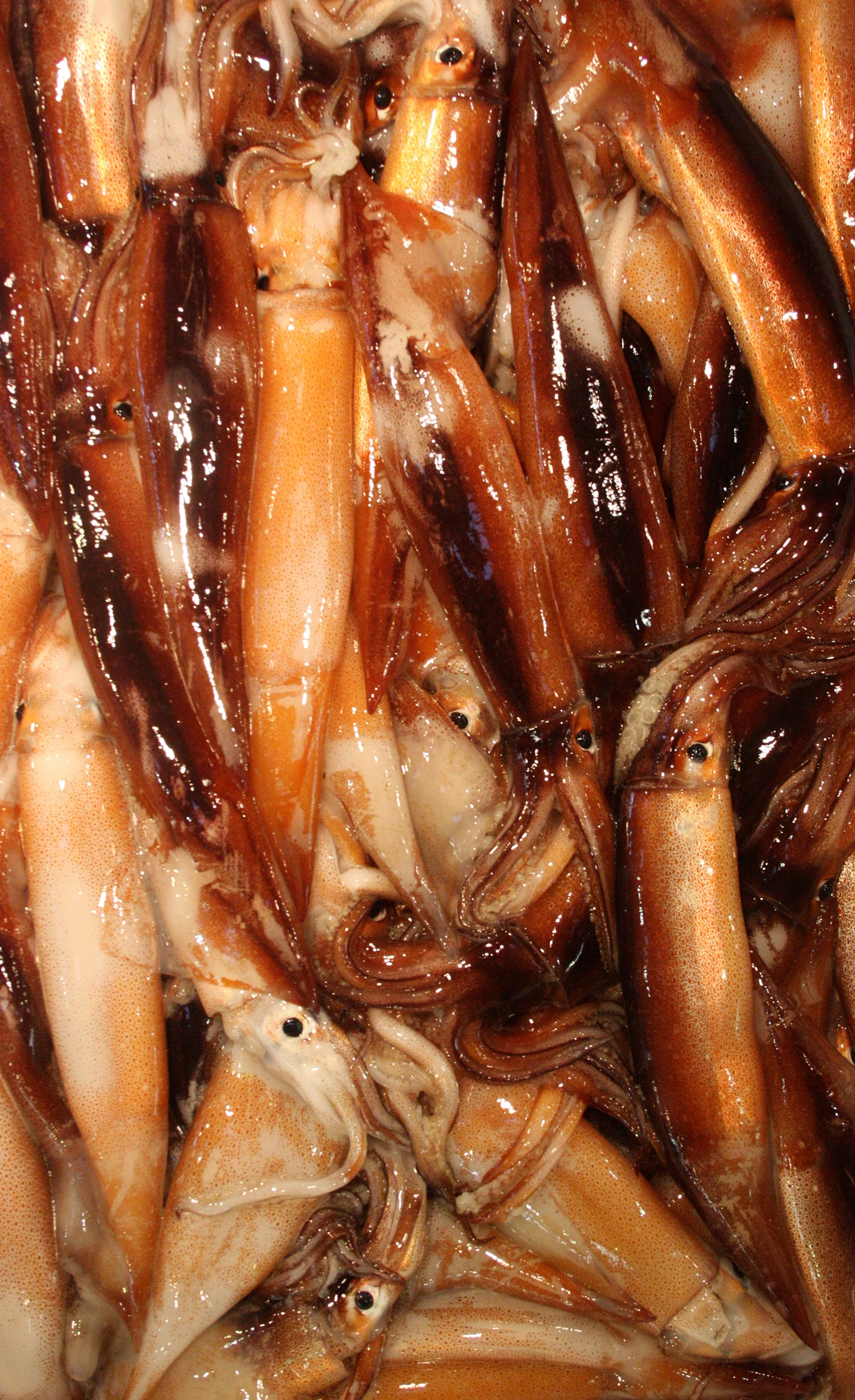 TOKYO - MAY 2009 - TSUKIJI MARKET (28).JPG