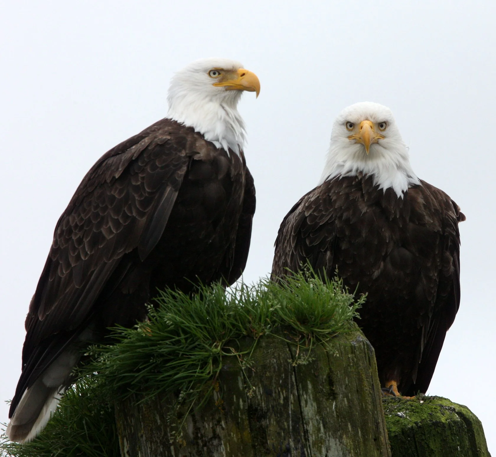 Haliaeetus leucocephalus - AMERICAN BALD EAGLE - KNIGHT INLET BRITISH COLUMBIA (84).JPG