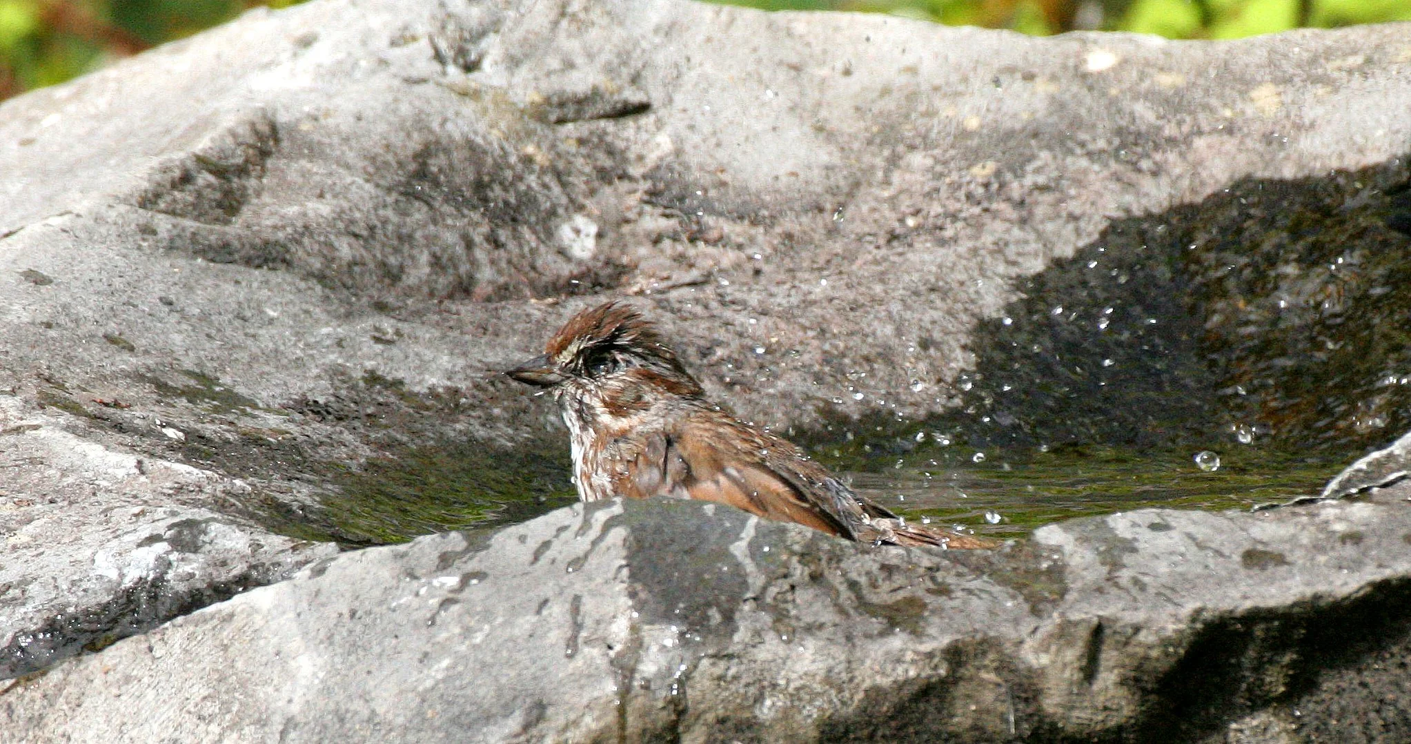 BIRD - SPARROW - SONG SPARROW - DUNGENESS RIVER CENTER SEQUIM WA (2).JPG