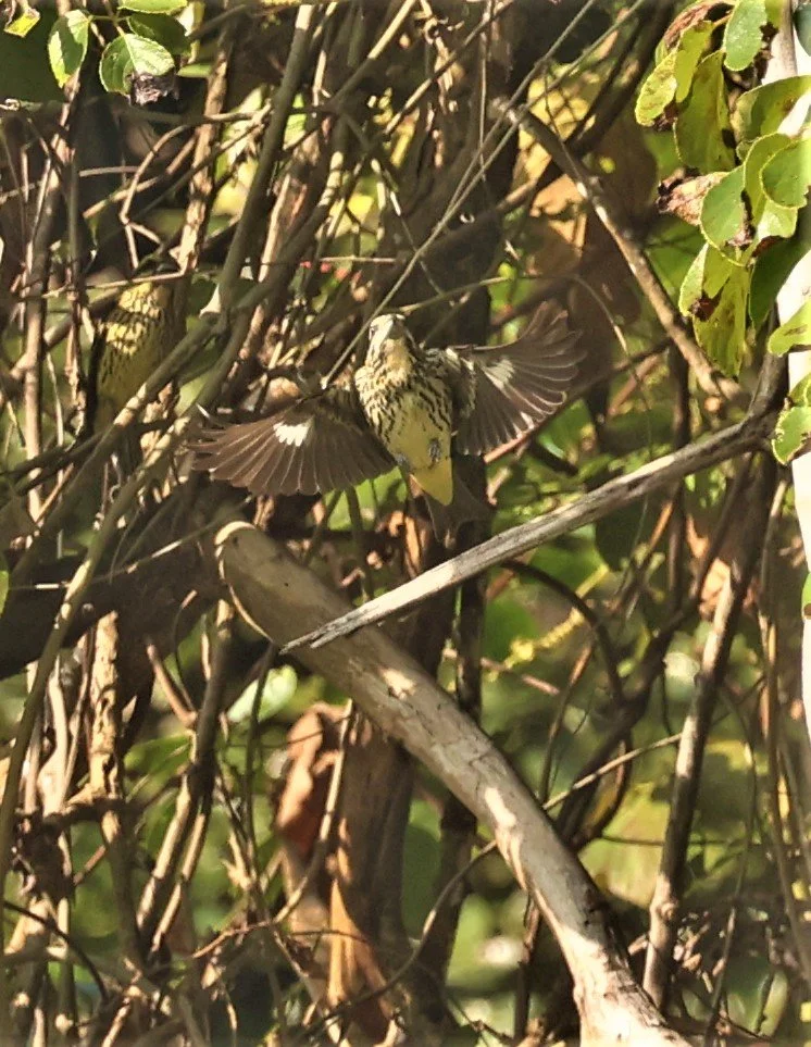 Spot-winged Grosbeak (Mycerobas melanozanthos) Fang Hotsprings Chiang Mai Thailand (4).jpg