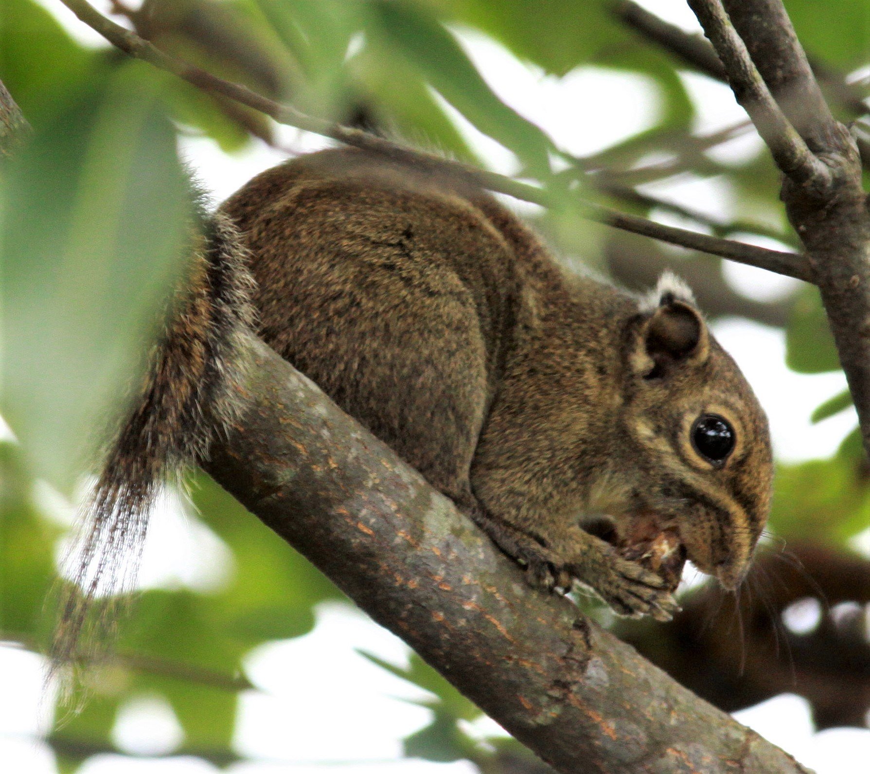 Tamiops maritimus - MARITIME STRIPED SQUIRREL - CHENGQILOU FUJIAN CHINA aa.jpg