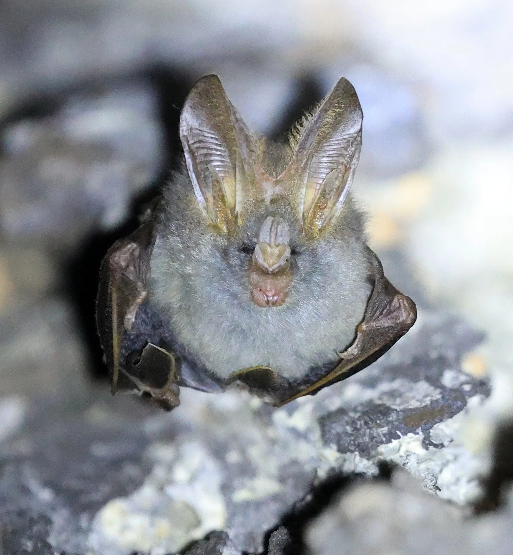 Lesser false vampire bat (Megaderma spasma) Khao Yai National Park Feb 2026 Day 3 (12).jpg