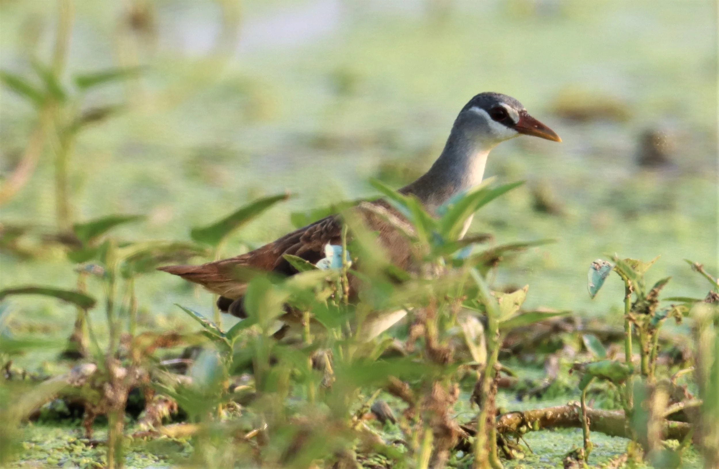 White-browed Crake (Porzana cinerea) Thap Yao Rice Fields Lat Krabang Bangkok (72).JPG