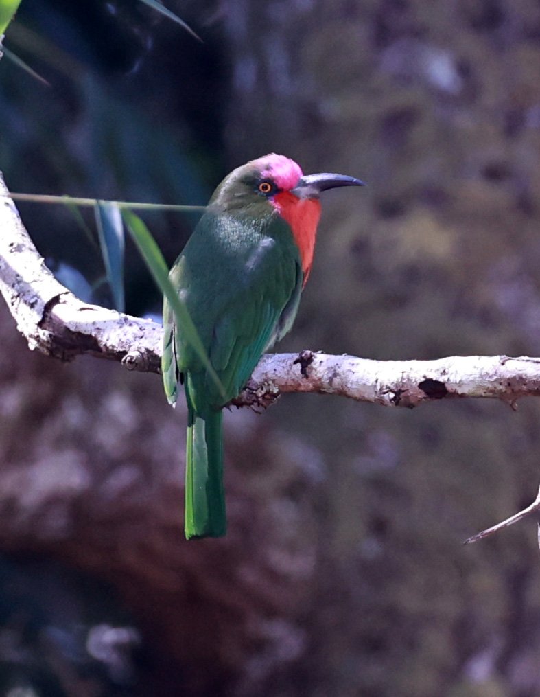 Red-bearded Bee-eater (Nyctyornis amictus) Kaeng Krachan