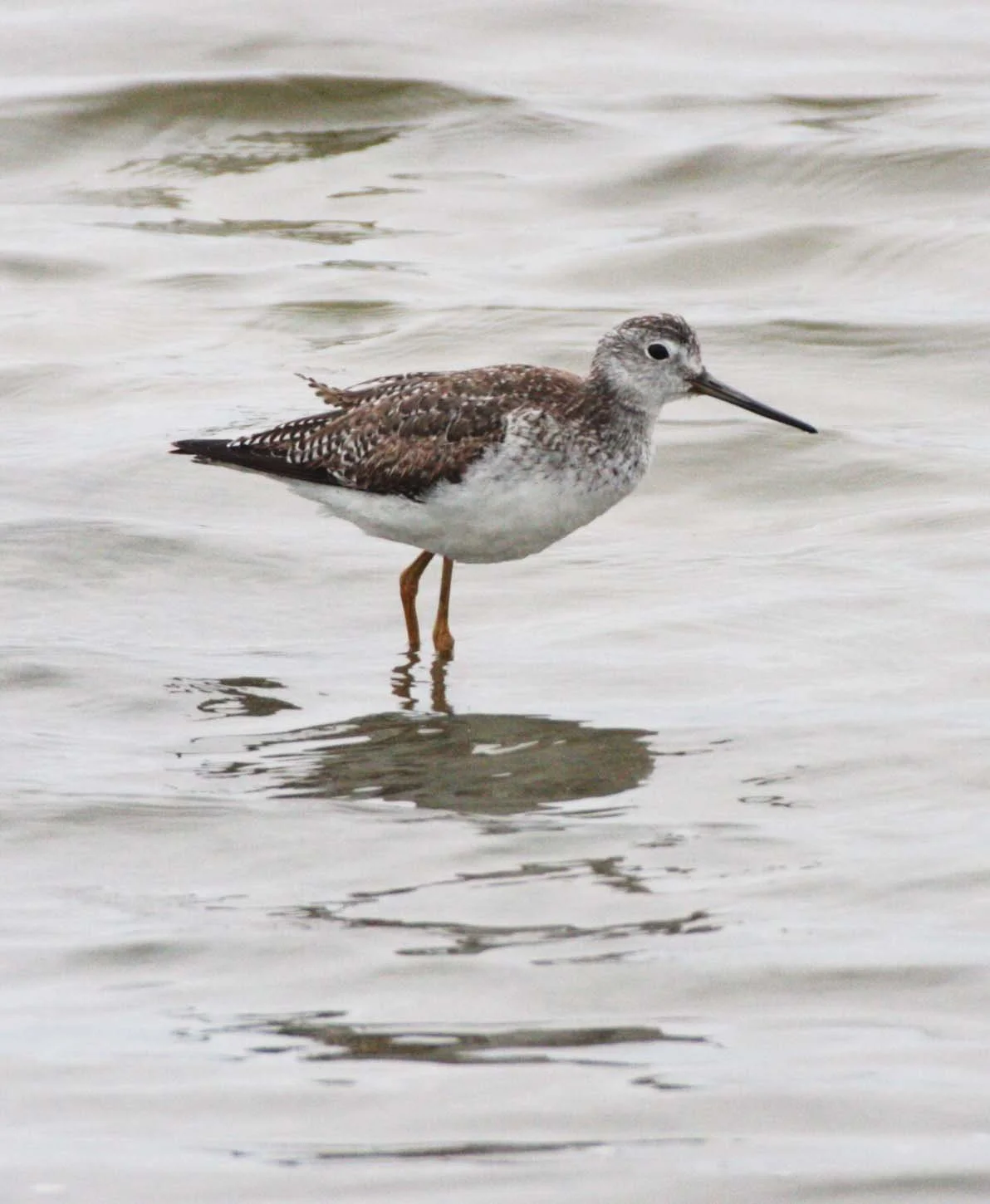 BIRD - YELLOWLEGS - GREATER YELLOWLEGS - TRINGA MELANOLEUCA - OJO DE LIEBRE LAGOONS BAJA MEXICO (19).JPG