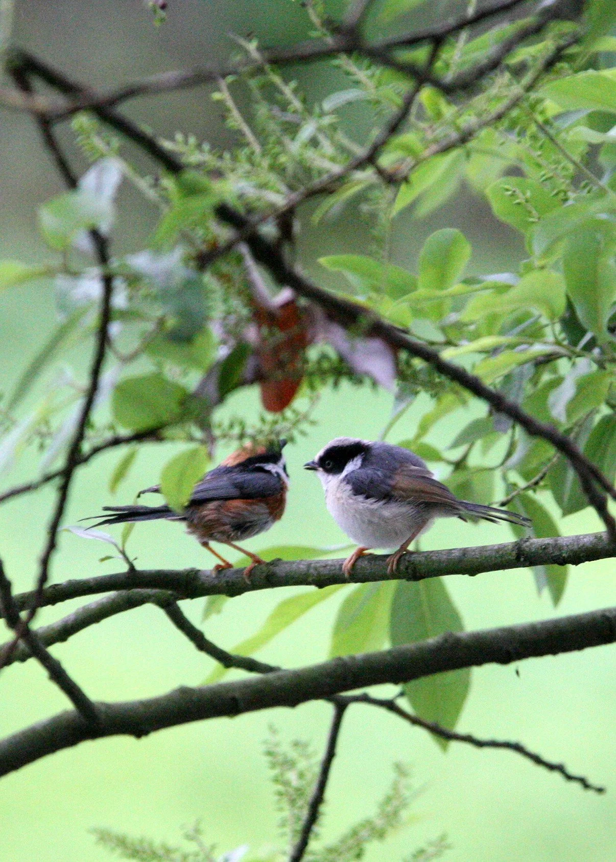 Black-throated Bushtit (Aegithalos concinnus) Hongcun Village, Anhui China (22).JPG