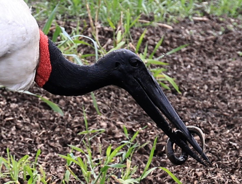 Jabiru (Jabiru mycteria) Agua Dulce Paraguay (18).jpg