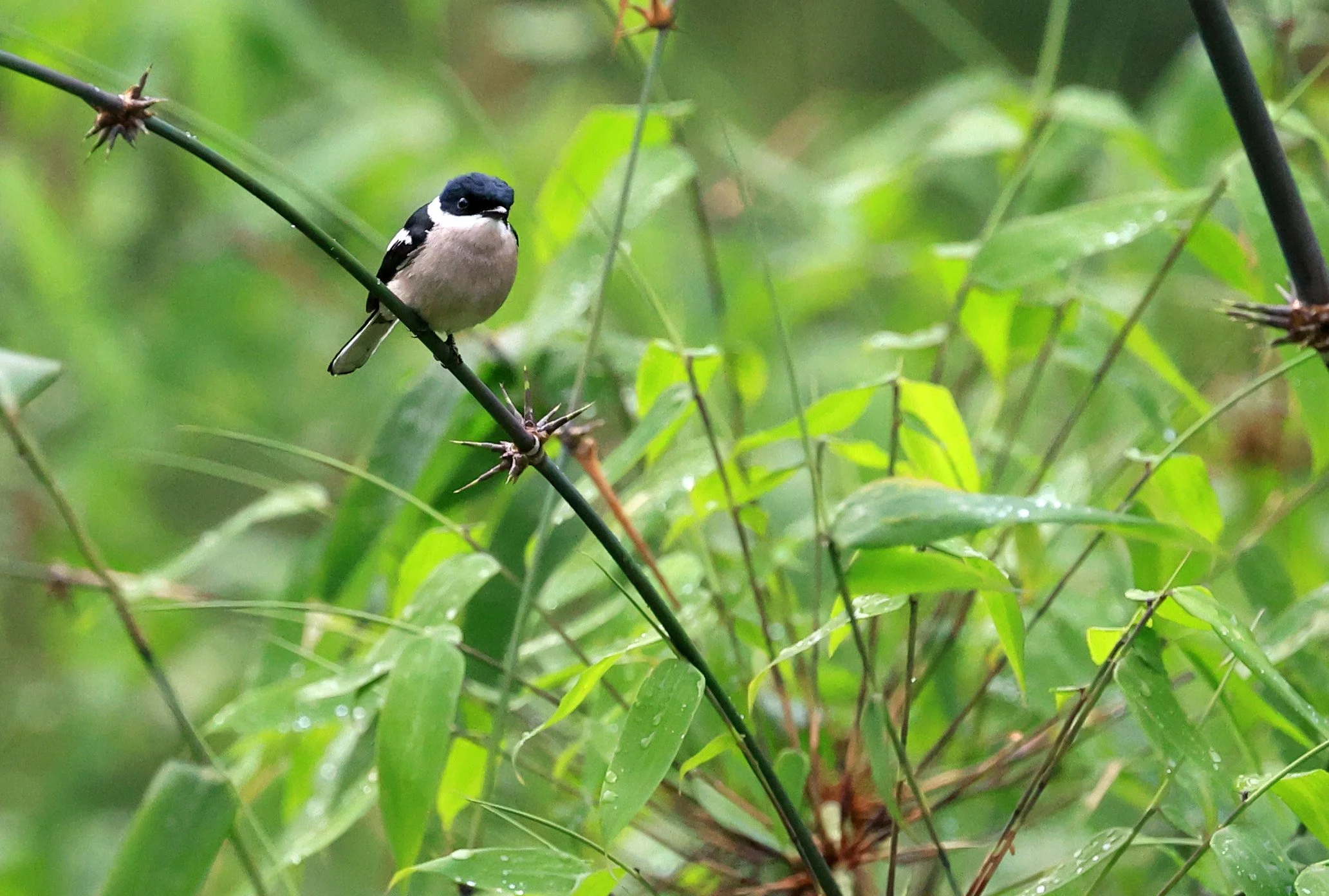 Bar-winged Flycatcher-shrike (Hemipus picatus) Khao Yai National Park Feb 2026 Day 2 (31).jpg