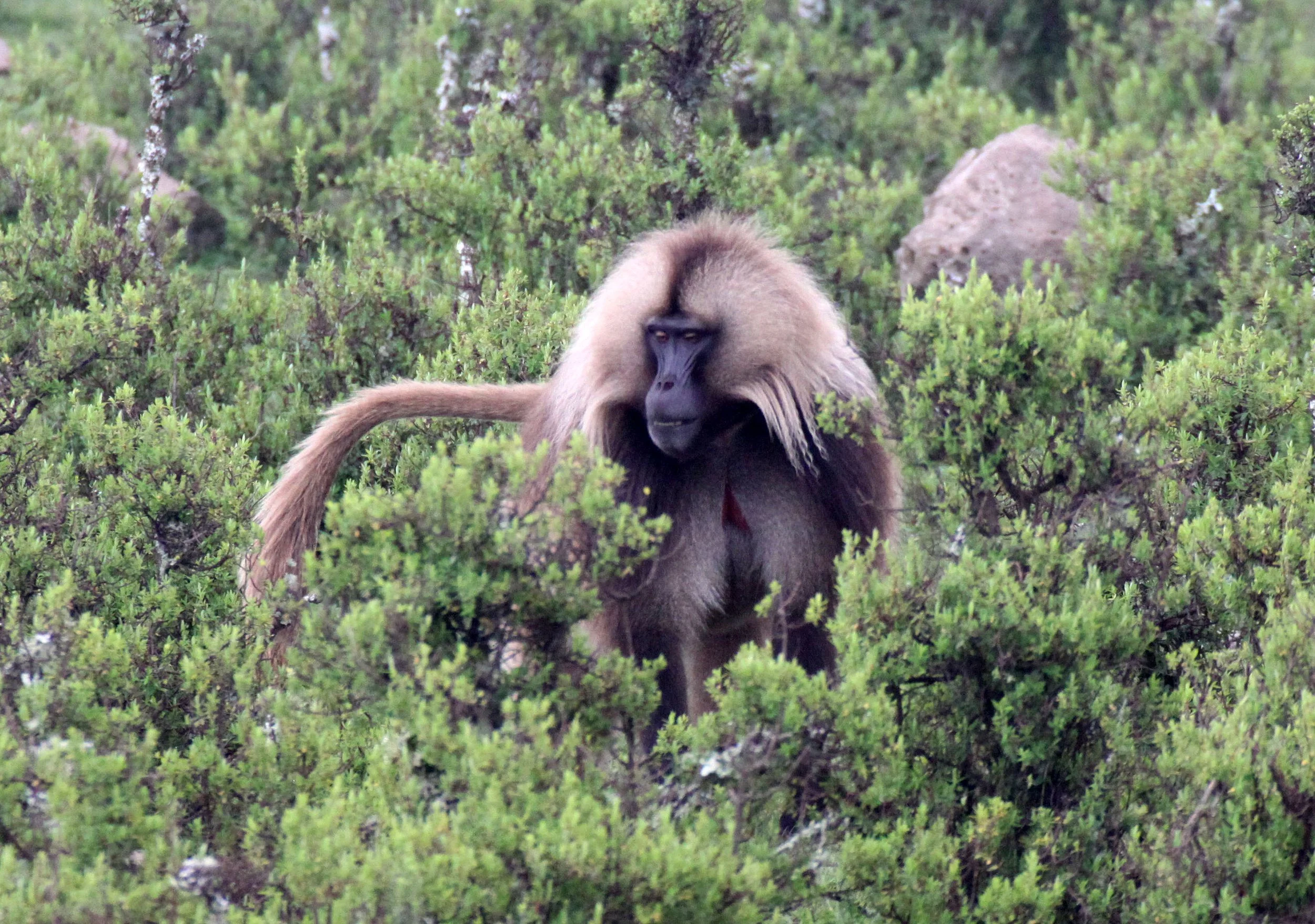 CERCOPITHECIDAE - Theropithecus gelada - GELADA - SIMIEN MOUNTAINS NATIONAL PARK ETHIOPIA (1553).JPG