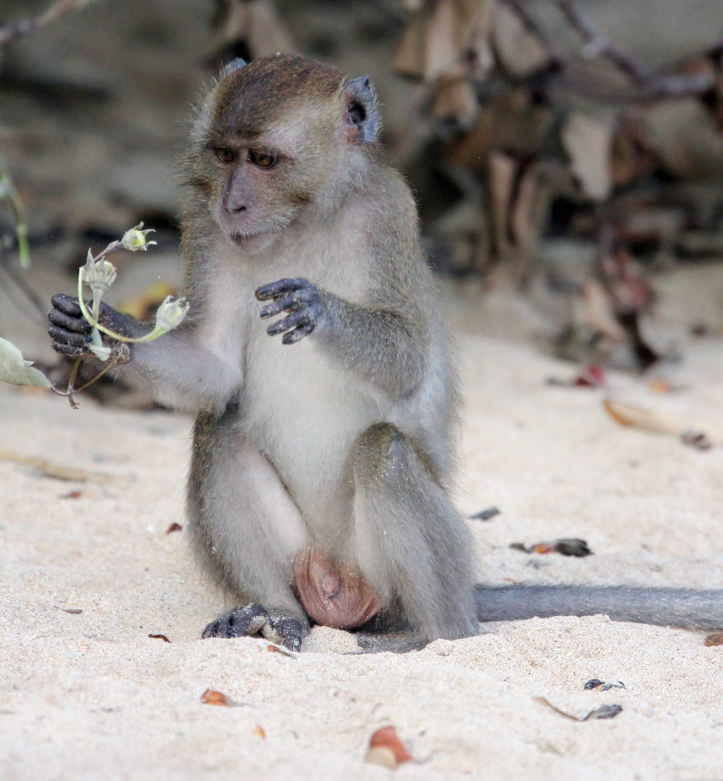 CERCOPITHECIDAE - Macaca fascicularis - LONG-TAILED MACAQUE - KOH LANTA NATIONAL PARK THAILAND - SOM'S SHOT (26).JPG