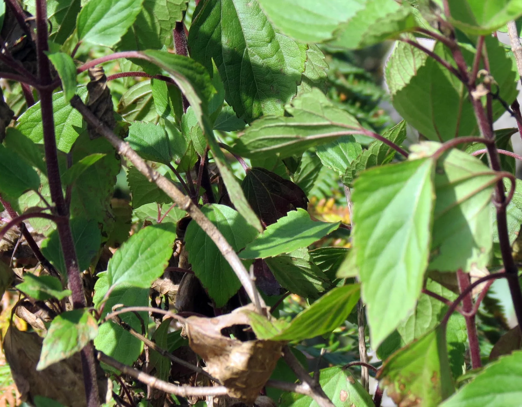 ERAVIKULUM NATIONAL PARK INDIA (20).JPG