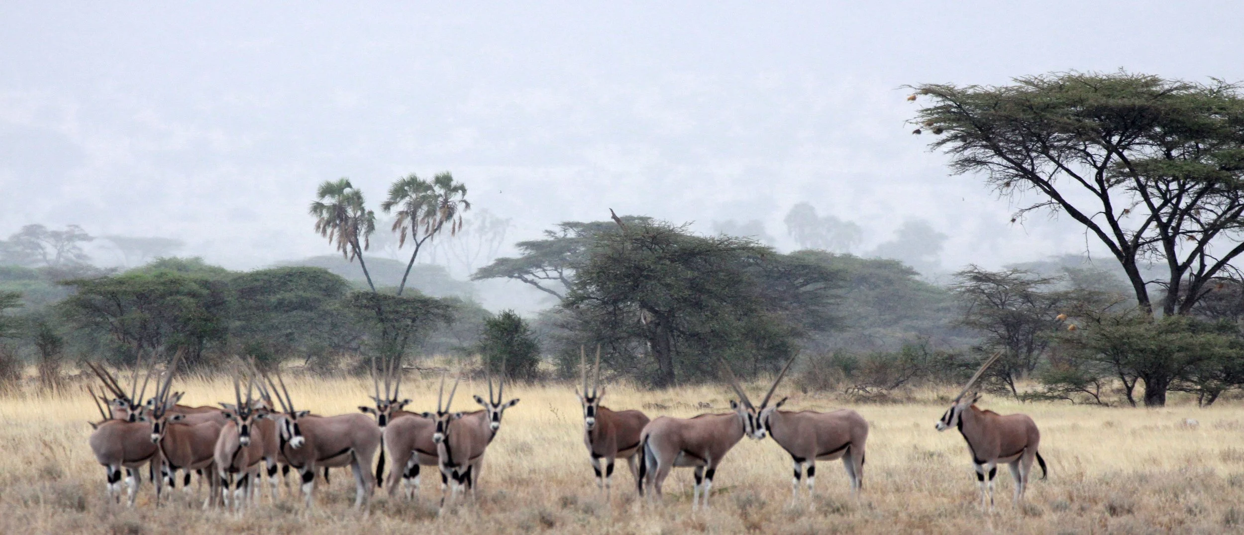 ORYX - GALLA ORYX - Oryx gallarum - BUFFALO SPRINGS RESERVE KENYA (5).JPG