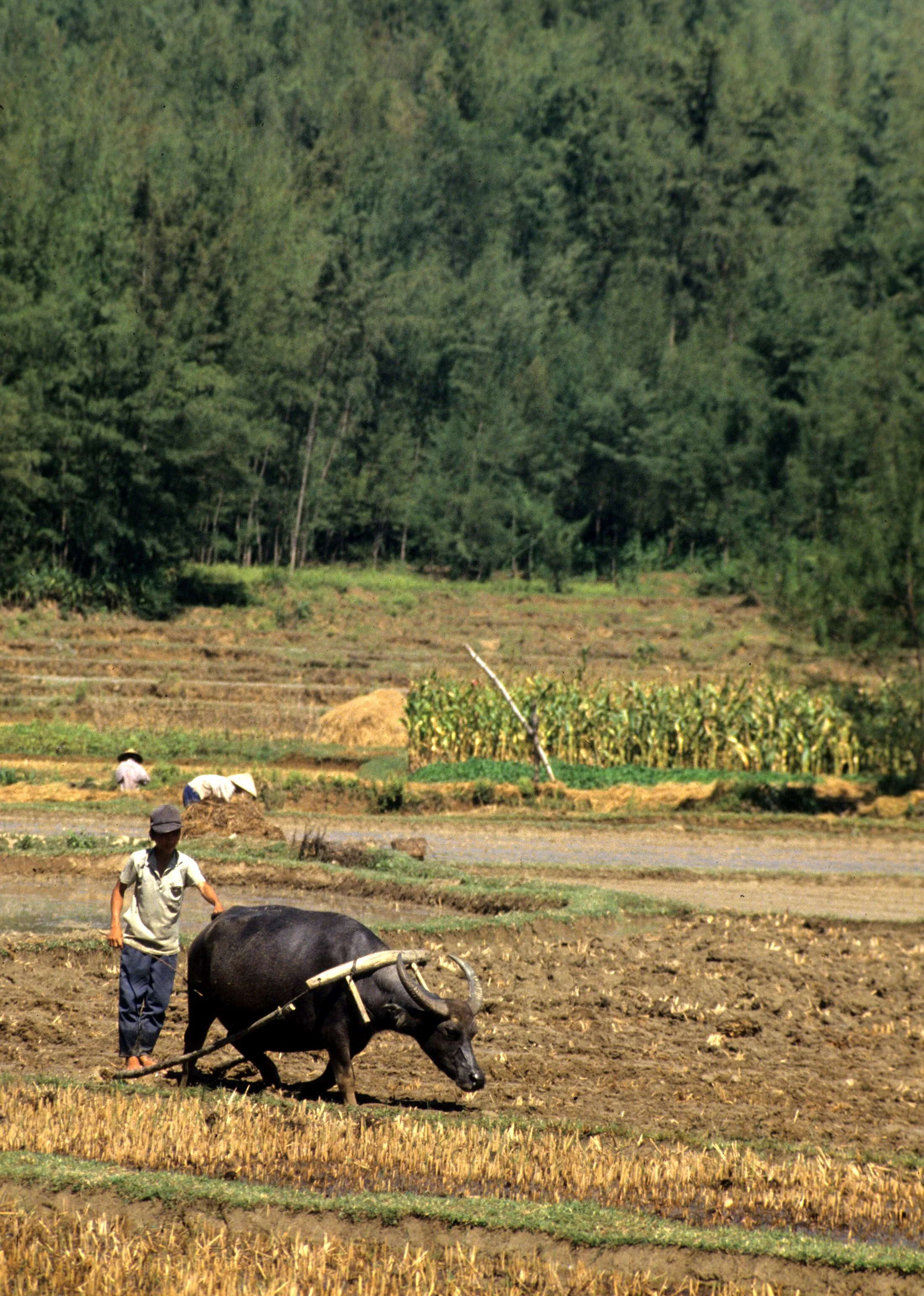 MY LAI - MASSACRE SITE (2).jpg