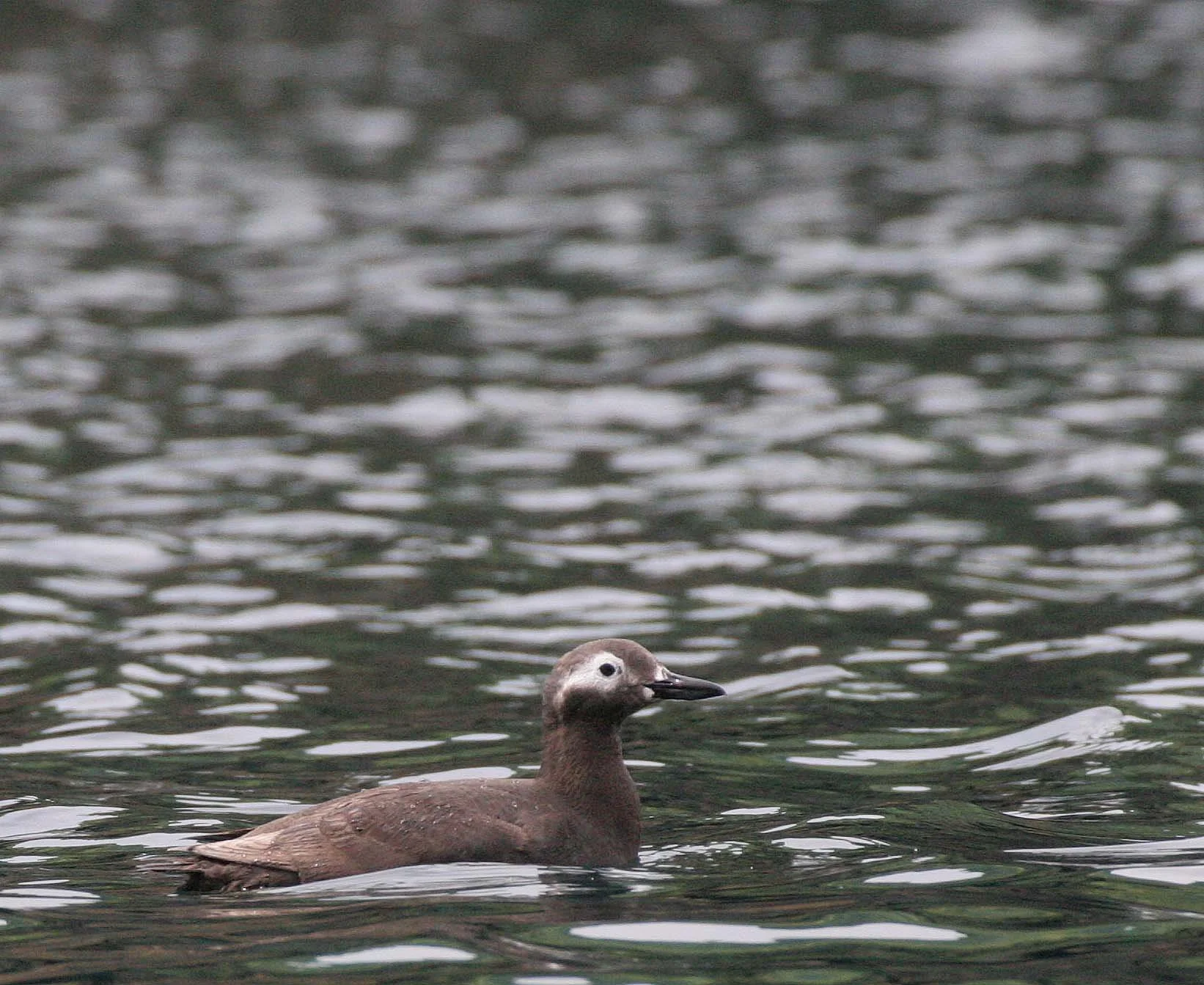 Cepphus carbo - SPECTACLED GUILLEMOT - MONERON ISLAND RUSSIA (27).jpg