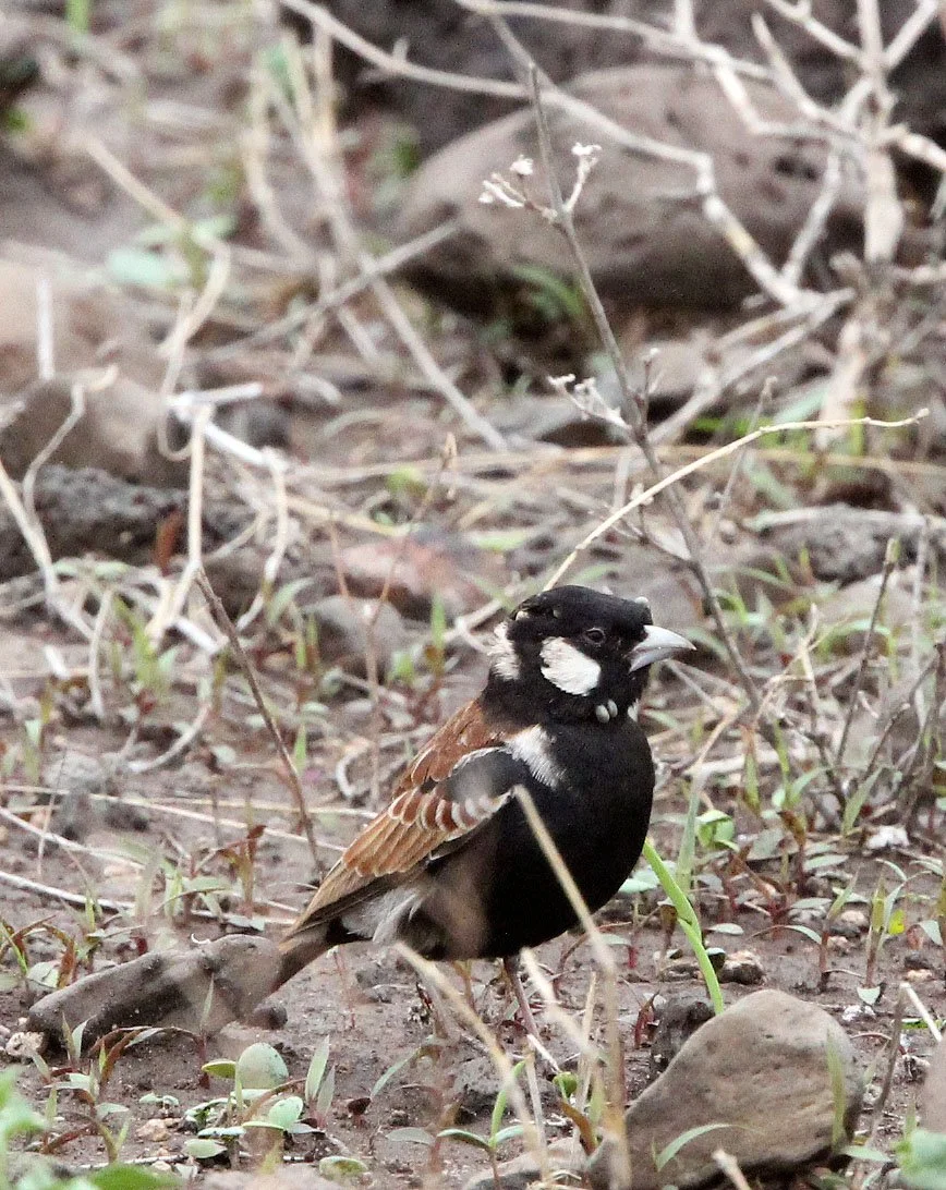 Chestnut-backed Sparrow-Lark (Eremopterix leucotis) Ali Dege Plains Ethiopia (2).JPG