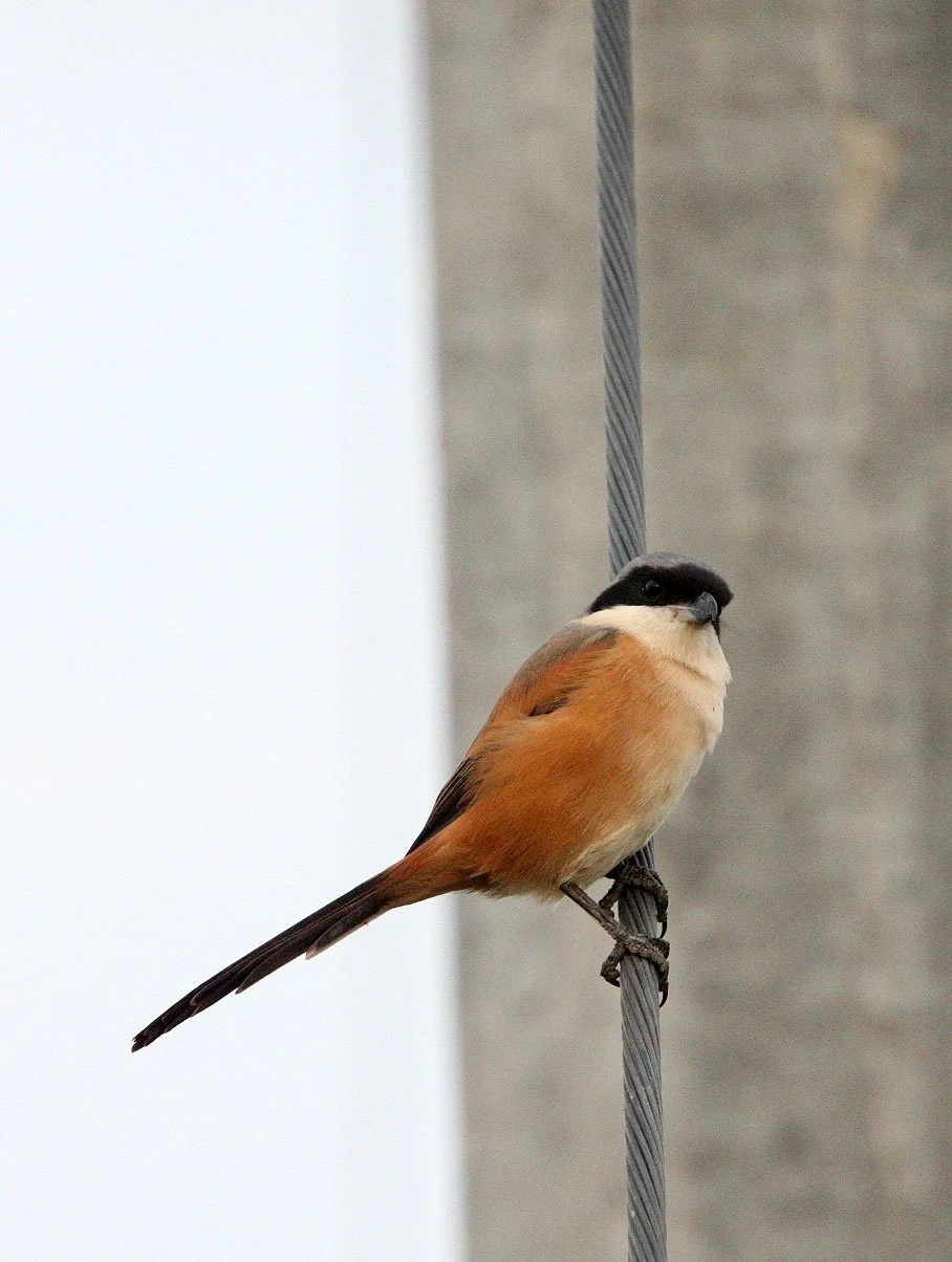 Long-tailed Shrike (Lanius schach) Poyang Lake Jiangxi Province China (9).JPG
