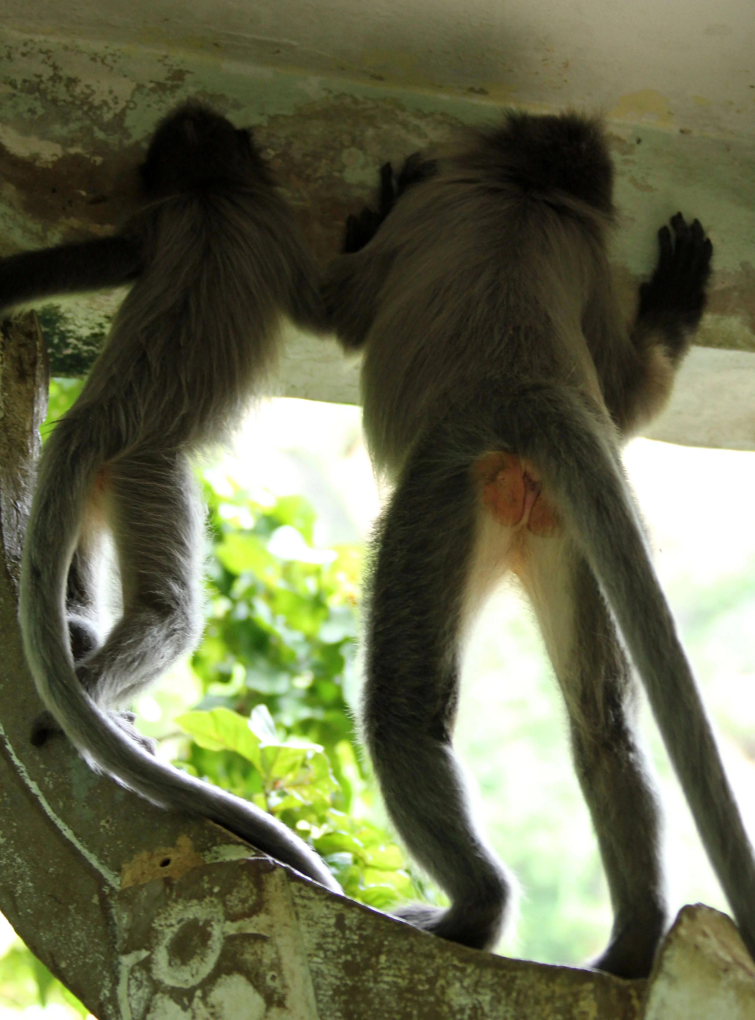 CERCOPITHECIDAE - Trachypithecus crepusculus - INDOCHINESE GRAY LANGUR - PHI THA KHON TEMPLE LOEI (82).JPG