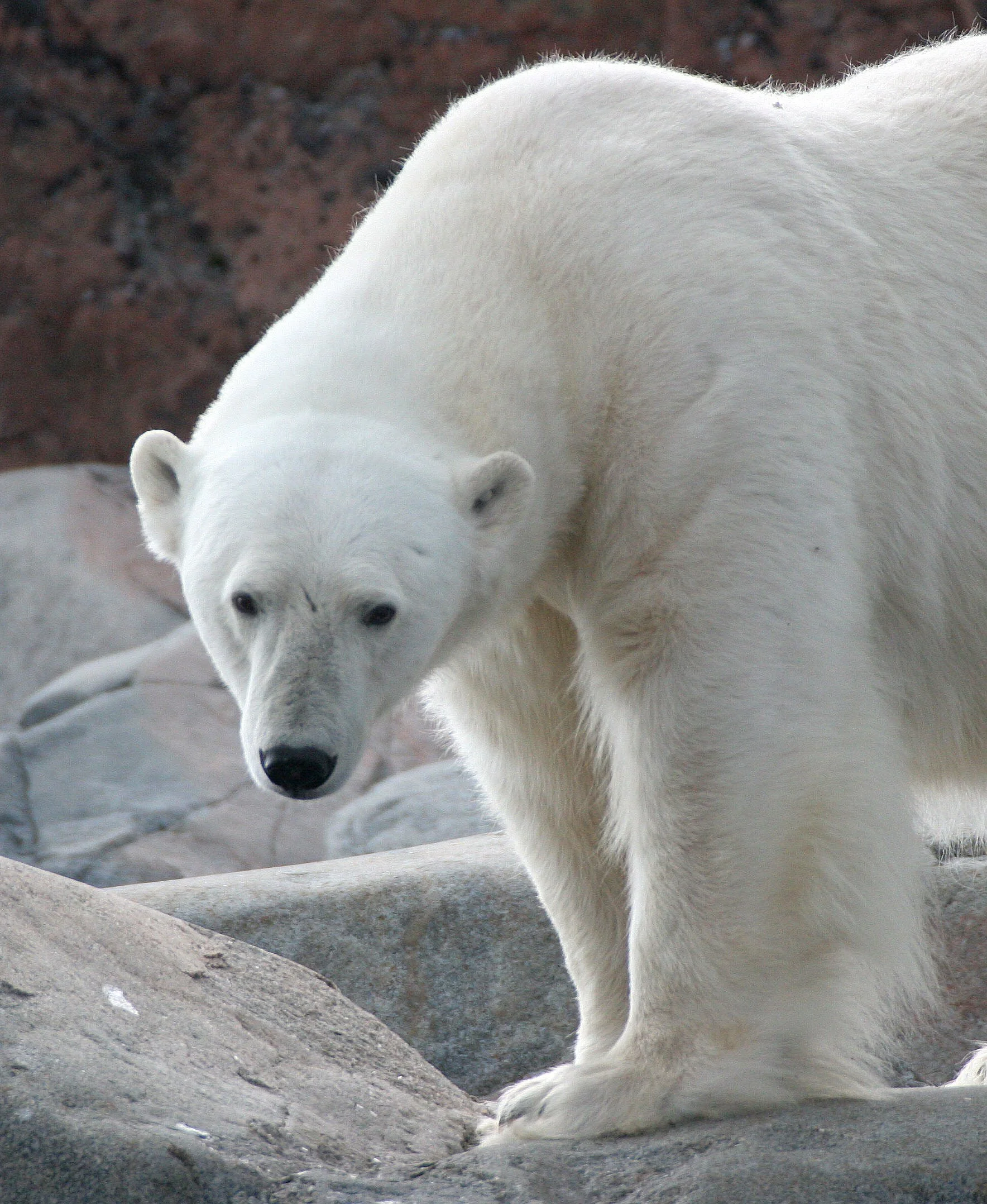 URSID - POLAR BEAR - SVALBARD (245).jpg