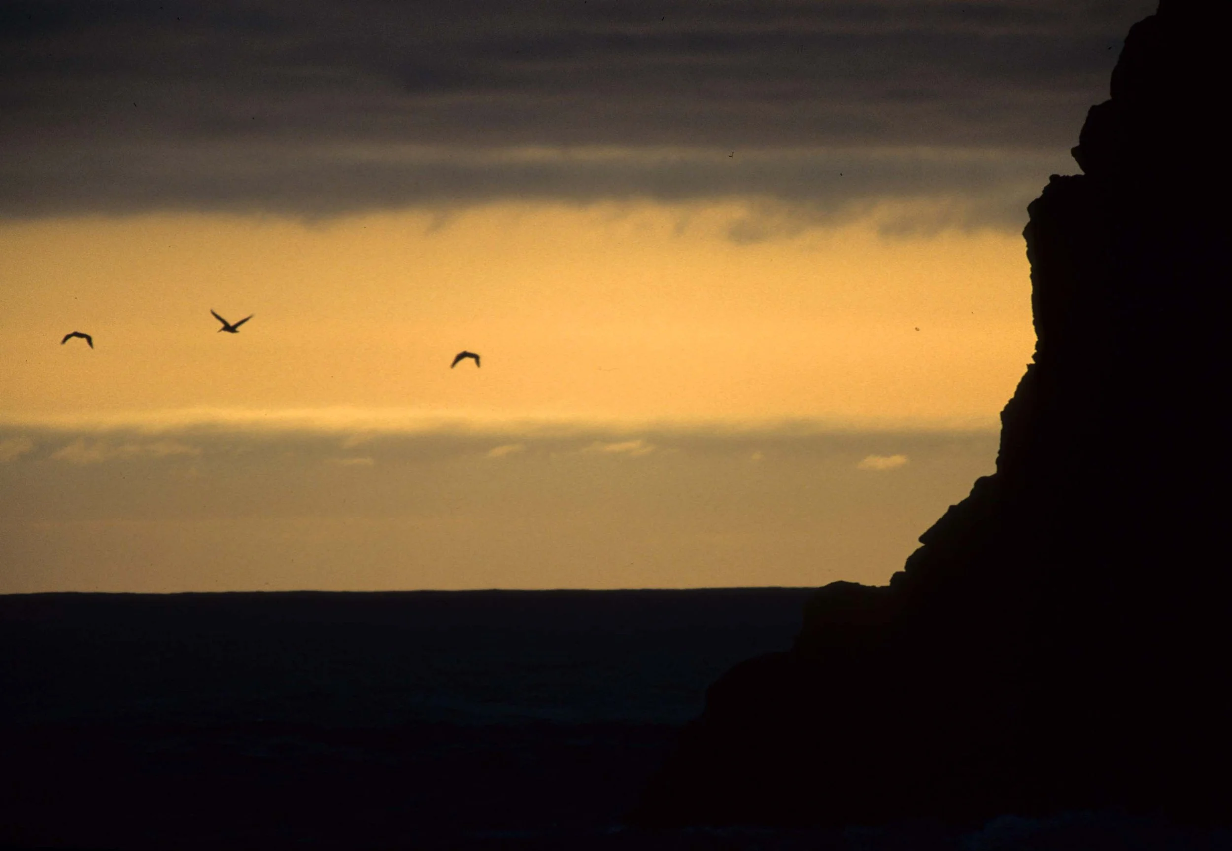 CALIFORNIA - REDWOODS NP - SUNSET A.jpg