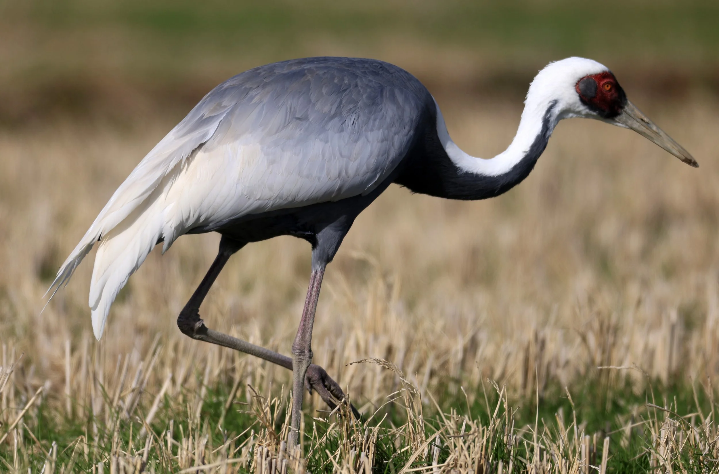 White-naped Crane (Antigone vipio) Izumi Crane Park & Center, Izumi Kagoshima Kyushu Japan  (45).jpg