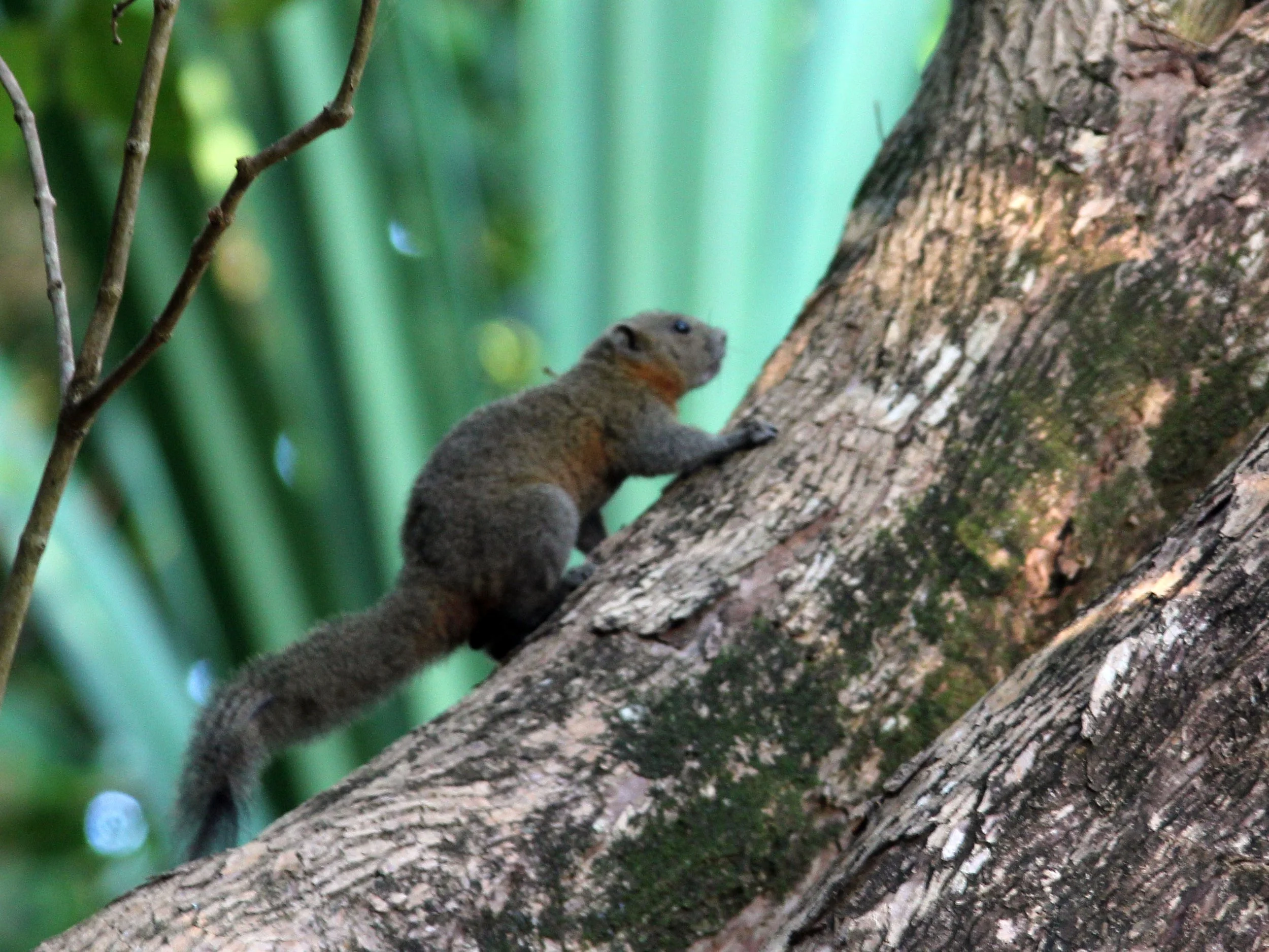 Callosciurus caniceps - ISLAND GREY-BELLIED SQUIRREL -SIMILAN ISLANDS FEB 8-13, 2015 THAILAND (345).JPG