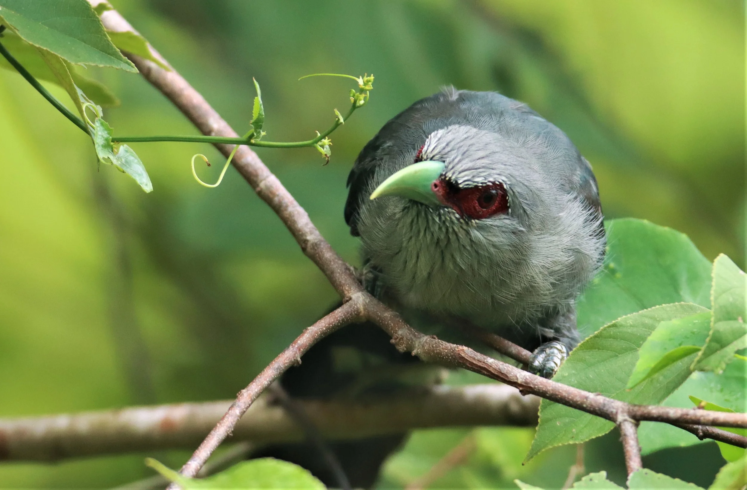 Green-billed Malkoha (Phaenicophaeus tristis) Nong Ya Plong Petchaburi Thailand (19).jpg