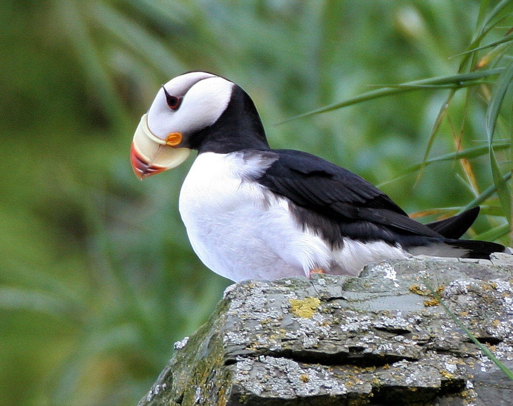 Fratercula corniculata - HORNED PUFFIN - COMMANDERS aa1 (2).jpg