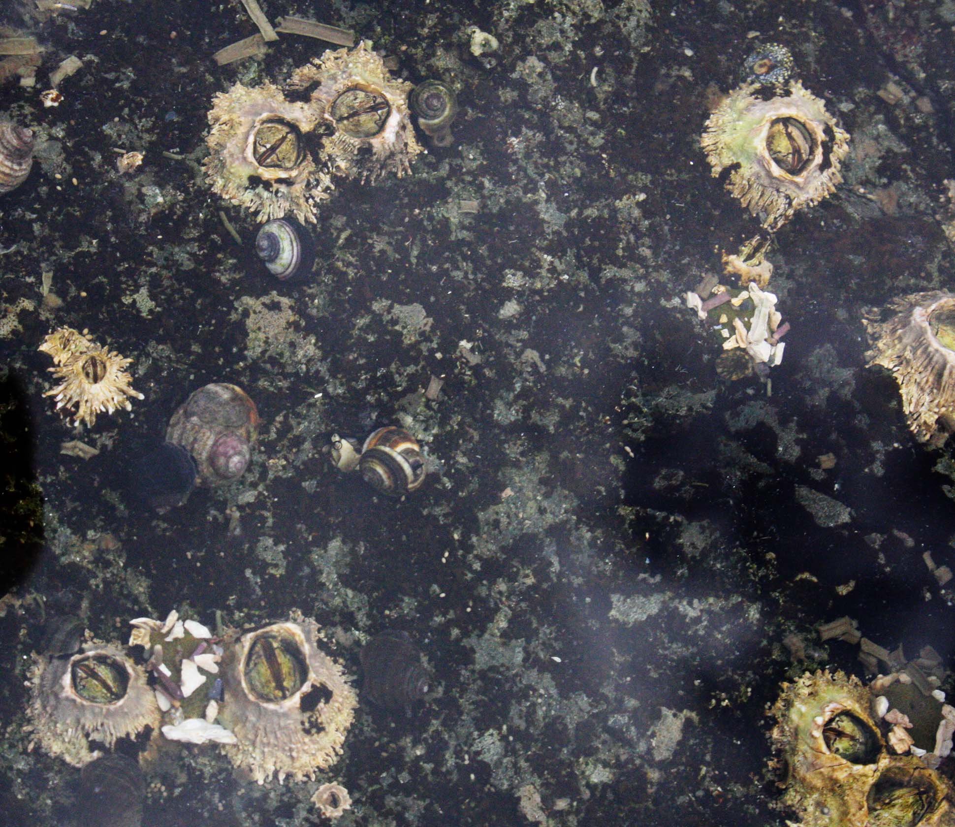 INVERTS - MARINE INTERTIDAL - SNAIL - DOGWINKLE - NORTHERN STRIPPED DOGWINKLE - NUCELLA OSTERINA - SALT CREEK WA.JPG