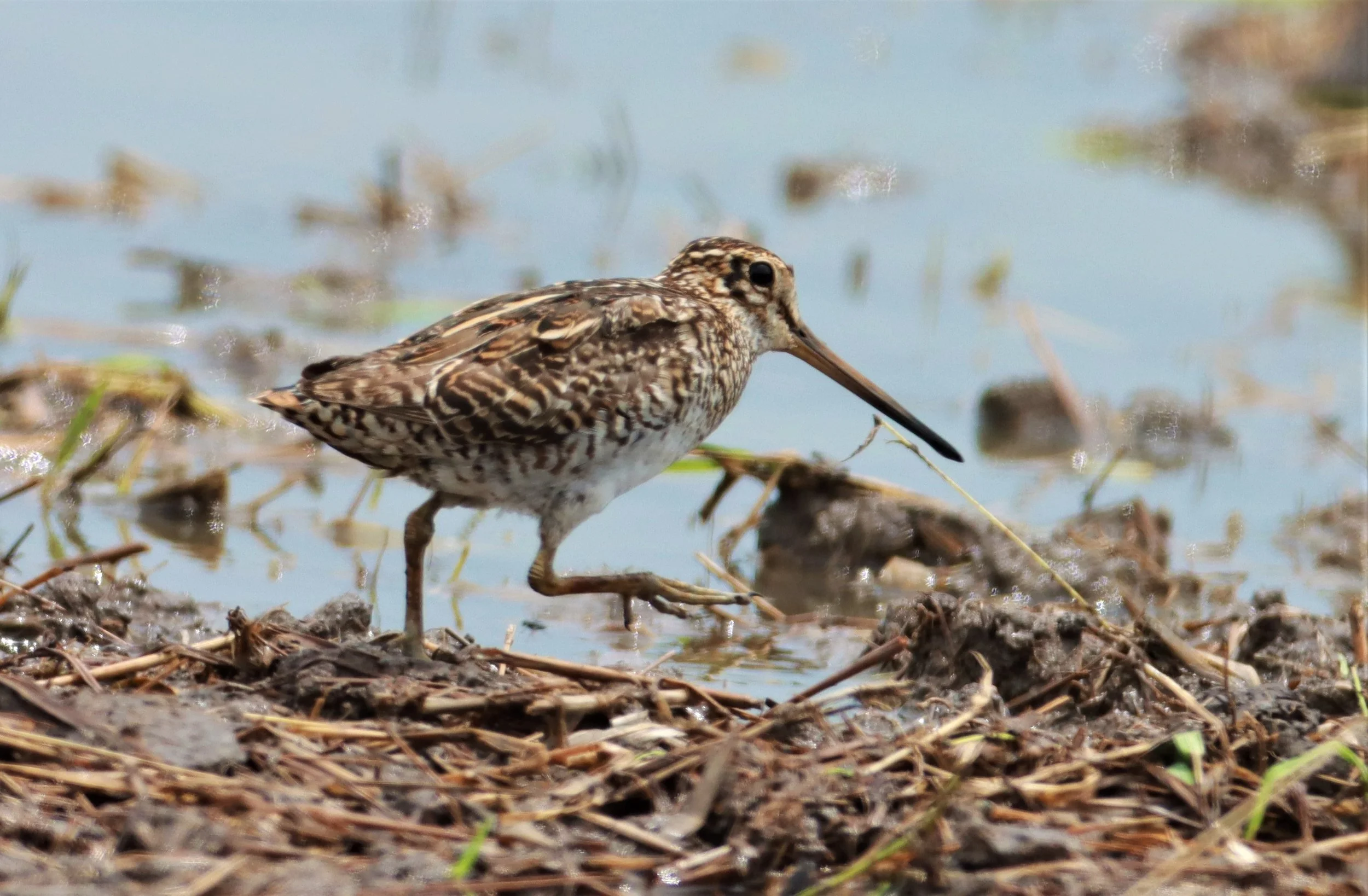 SNIPE - PINTAIL SNIPE - Gallinago stenura - PATHUM THANI RICE RESEARCH CENTER AUG 11 2021 (11).jpg