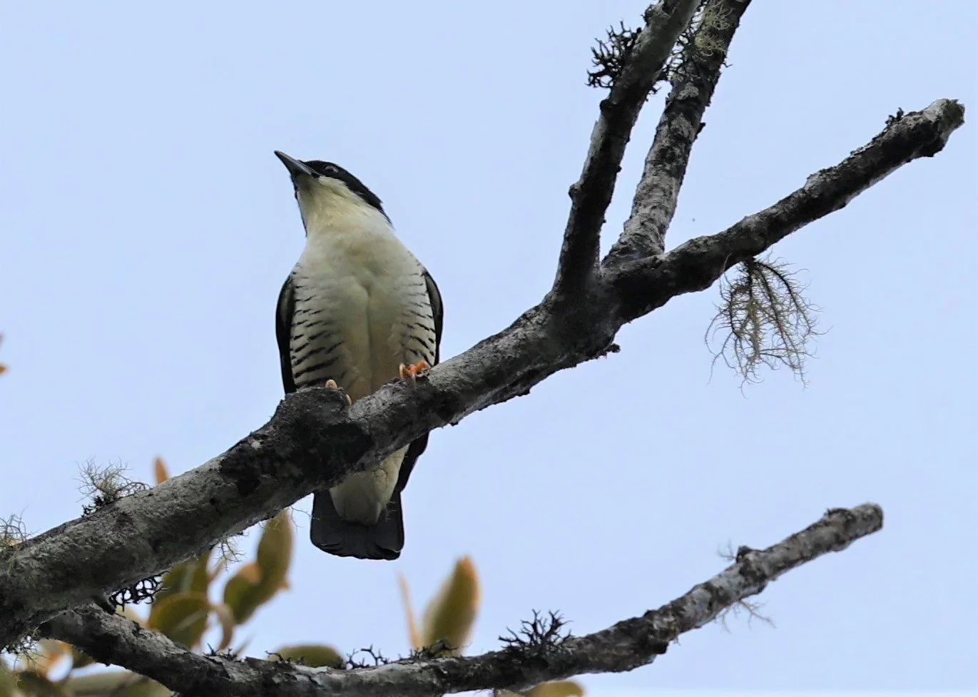 CUTIA - HIMALAYAN CUTIA - Cutia nipalensis - DOI LANG EAST DOI PHA HOM POK NP, DECEMBER 2021 (16).jpg